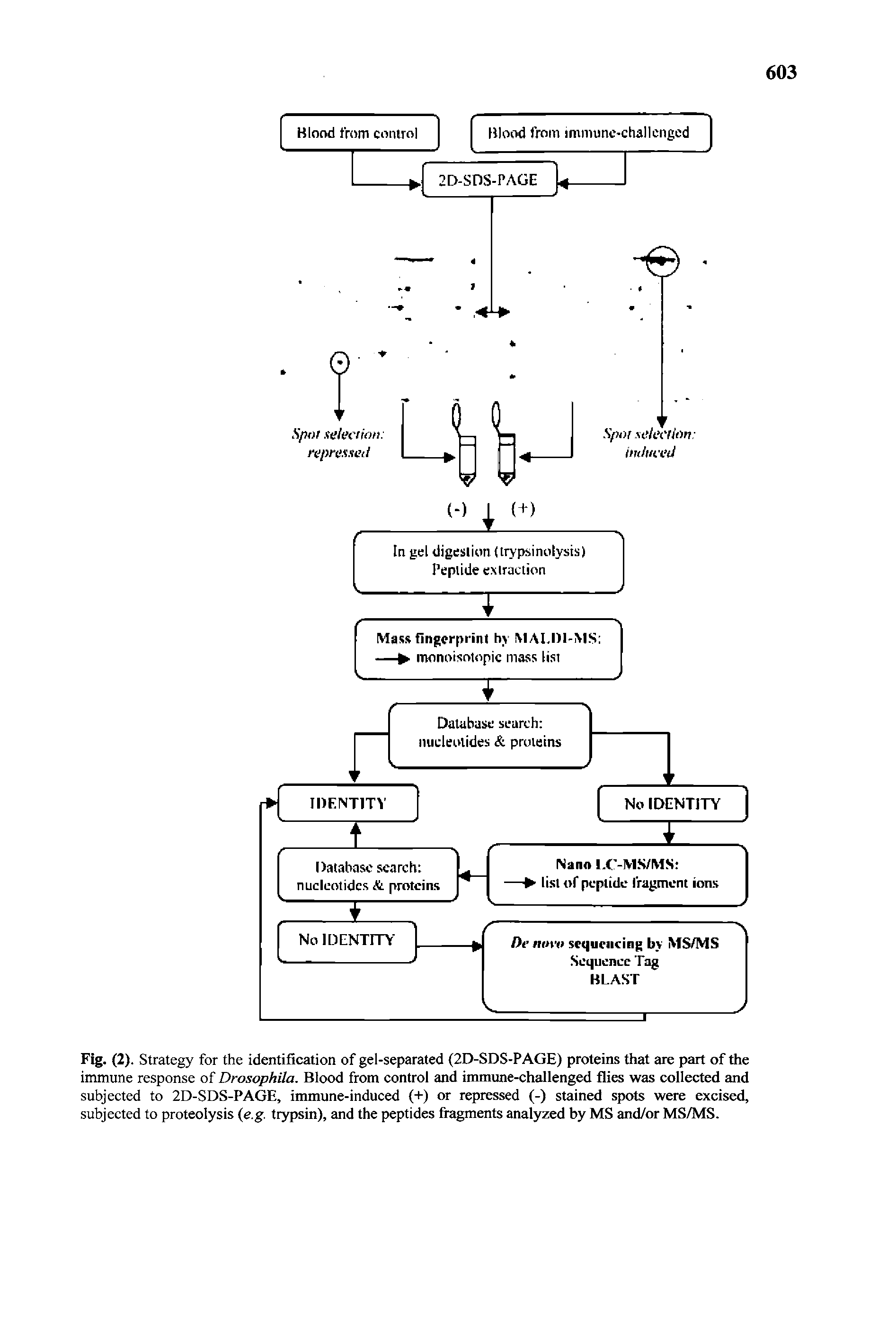 Fig. (2). Strategy for the identification of gel-separated (2D-SDS-PAGE) proteins that are part of the immune response of Drosophila. Blood from control and immune-challenged flies was collected and subjected to 2D-SDS-PAGE, immune-induced (-I-) or repressed (-) stained spots were excised, subjected to proteolysis e.g. trypsin), and the peptides fragments analyzed by MS and/or MS/MS.