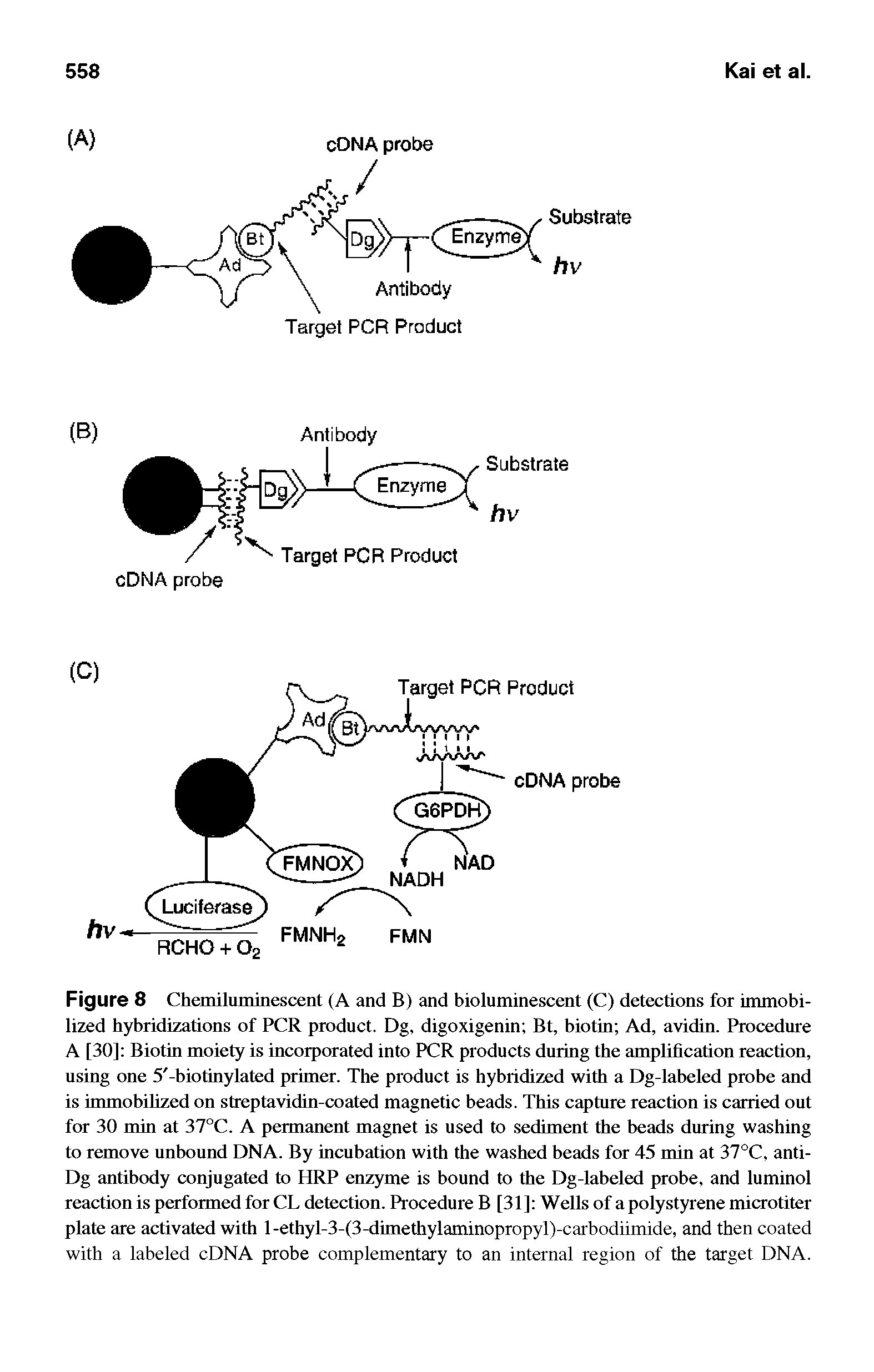 Figure 8 Chemiluminescent (A and B) and bioluminescent (C) detections for immobilized hybridizations of PCR product. Dg, digoxigenin Bt, biotin Ad, avidin. Procedure A [30] Biotin moiety is incorporated into PCR products during the amplification reaction, using one 5 -biotinylated primer. The product is hybridized with a Dg-labeled probe and is immobilized on streptavidin-coated magnetic beads. This capture reaction is carried out for 30 min at 37°C. A permanent magnet is used to sediment the beads during washing to remove unbound DNA. By incubation with the washed beads for 45 min at 37°C, anti-Dg antibody conjugated to HRP enzyme is bound to the Dg-labeled probe, and luminol reaction is performed for CL detection. Procedure B [31] Wells of apolystyrene microtiter plate are activated with l-ethyl-3-(3-dimethylaminopropyl)-carbodiimide, and then coated with a labeled cDNA probe complementary to an internal region of the target DNA.