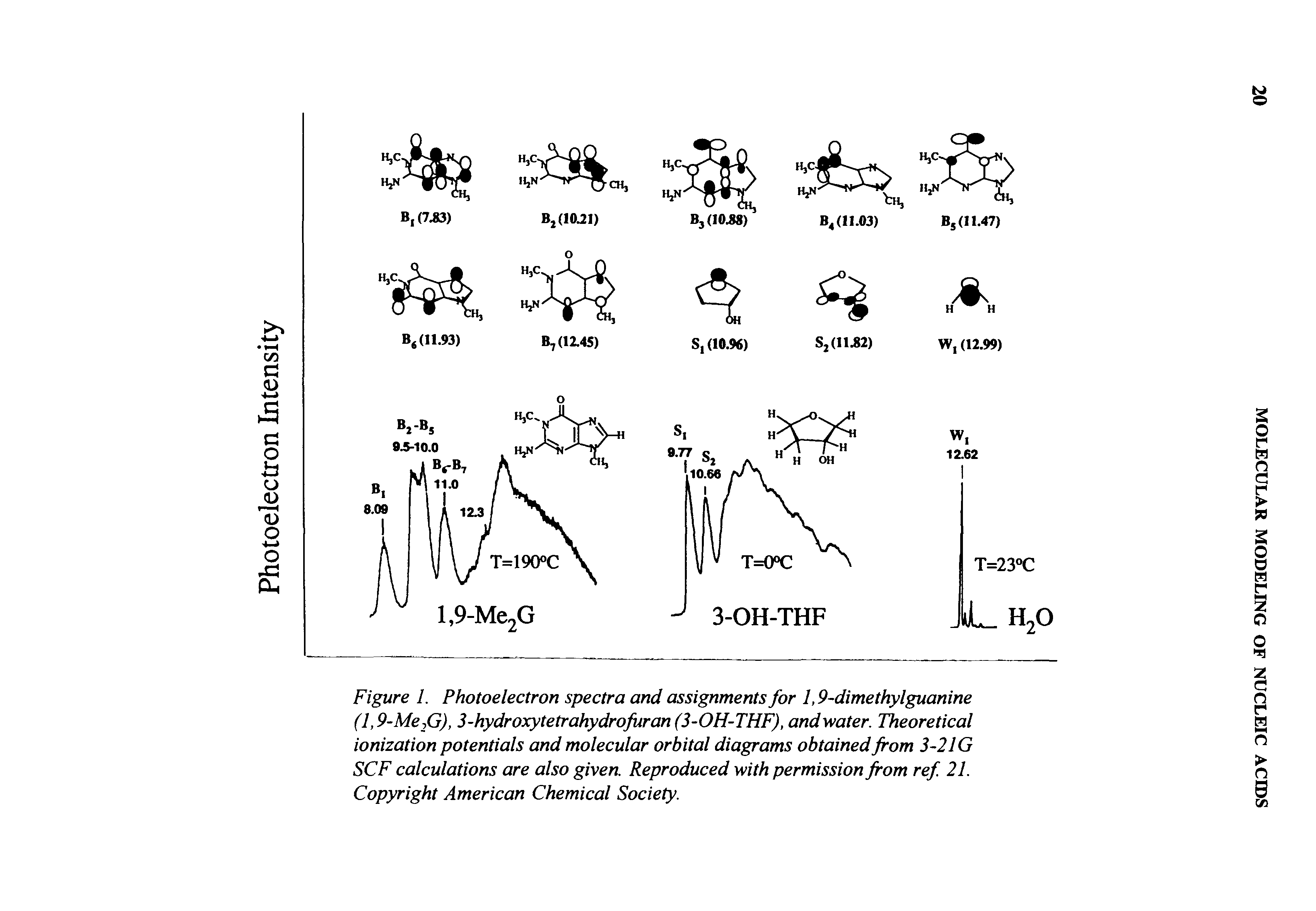 Figure 1. Photoelectron spectra and assignments for 1,9-dimethylguanine (1,9-Mefi), 3-hydroxytetrahydrofuran(3-OH-THF), and water. Theoretical ionization potentials and molecular orbital diagrams obtained from 3-2IG SCF calculations are also given. Reproduced with permission from ref. 21. Copyright American Chemical Society.