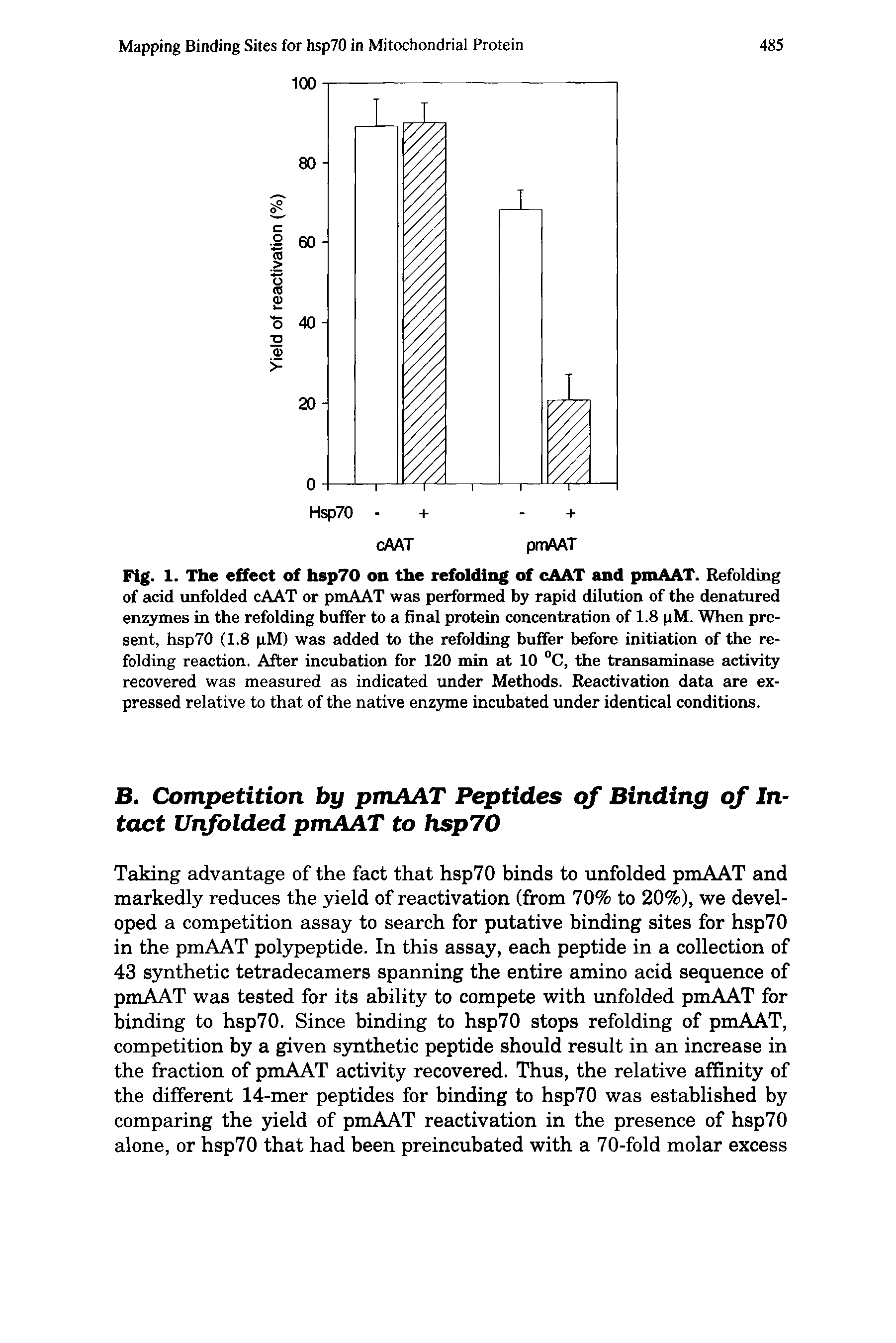 Fig. 1. The effect of hsp70 on the refolding of cAAT and pmAAT. Refolding of acid unfolded cAAT or pmAAT was performed by rapid dilution of the denatured enz3rmes in the refolding buffer to a final protein concentration of 1.8 pM. When present, hsp70 (1.8 pM) was added to the refolding buffer before initiation of the refolding reaction. After incubation for 120 min at 10 C, the transaminase activity recovered was measured as indicated under Methods. Reactivation data are expressed relative to that of the native enzyme incubated under identical conditions.