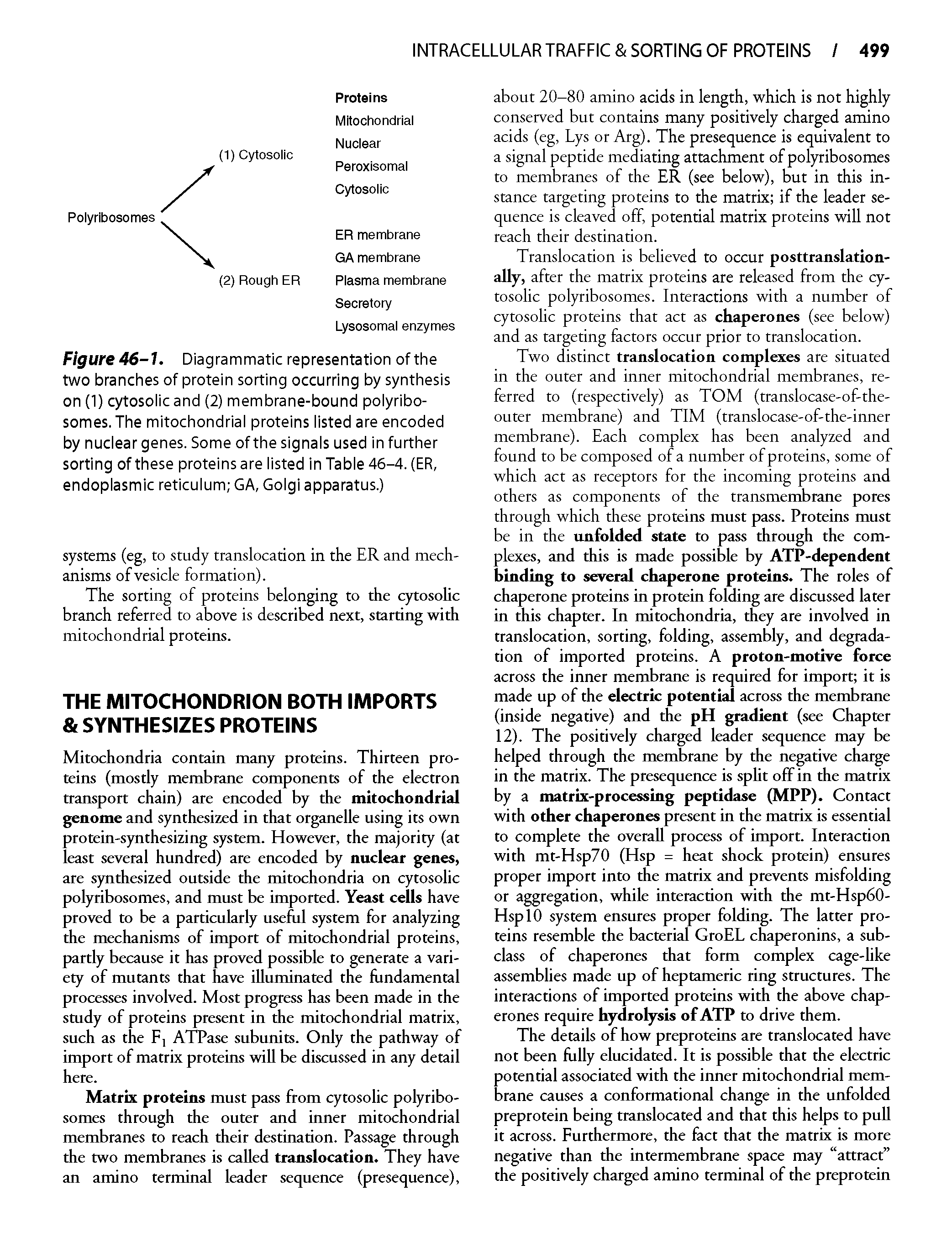 Figure 46-1. Diagrammatic representation of the two branches of protein sorting occurring by synthesis on (1) cytosolic and (2) membrane-bound polyribosomes. The mitochondrial proteins listed are encoded by nuclear genes. Some of the signals used in further sorting of these proteins are listed in Table 46-4. (ER, endoplasmic reticulum GA, Golgi apparatus.)...