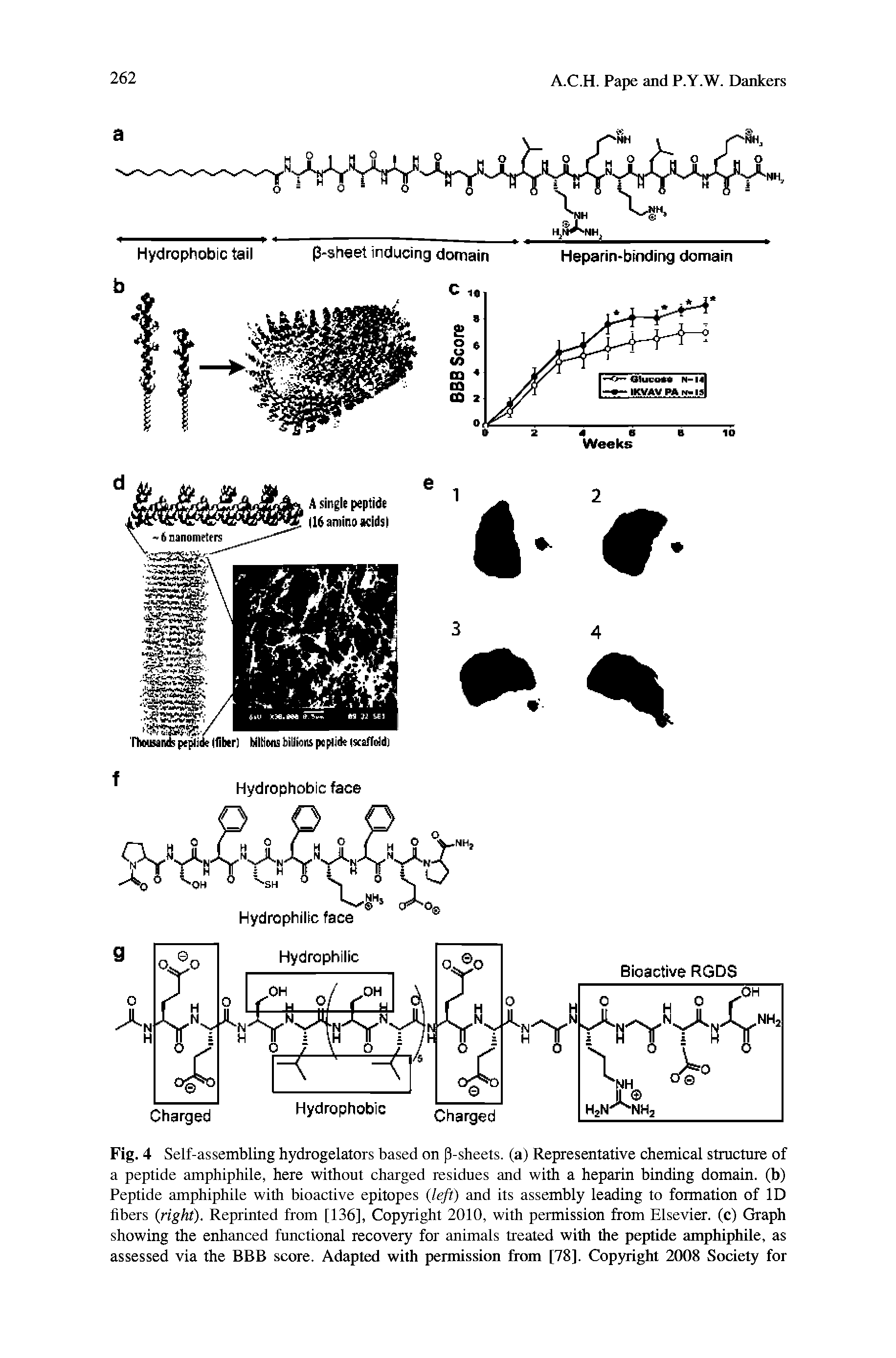 Fig. 4 Self-assembling hydrogelators based on p-sheets. (a) Representative chemical structure of a peptide amphiphile, here without charged residues and with a heparin binding domain, (b) Peptide amphiphile with bioactive epitopes left) and its assembly leading to formation of ID fibers right). Reprinted from [136], Copyright 2010, with permission from Elsevier, (c) Graph showing the enhanced functional recovery for animals treated with the peptide amphiphile, as assessed via the BBB score. Adapted with permission from [78]. Copyright 2008 Society for...