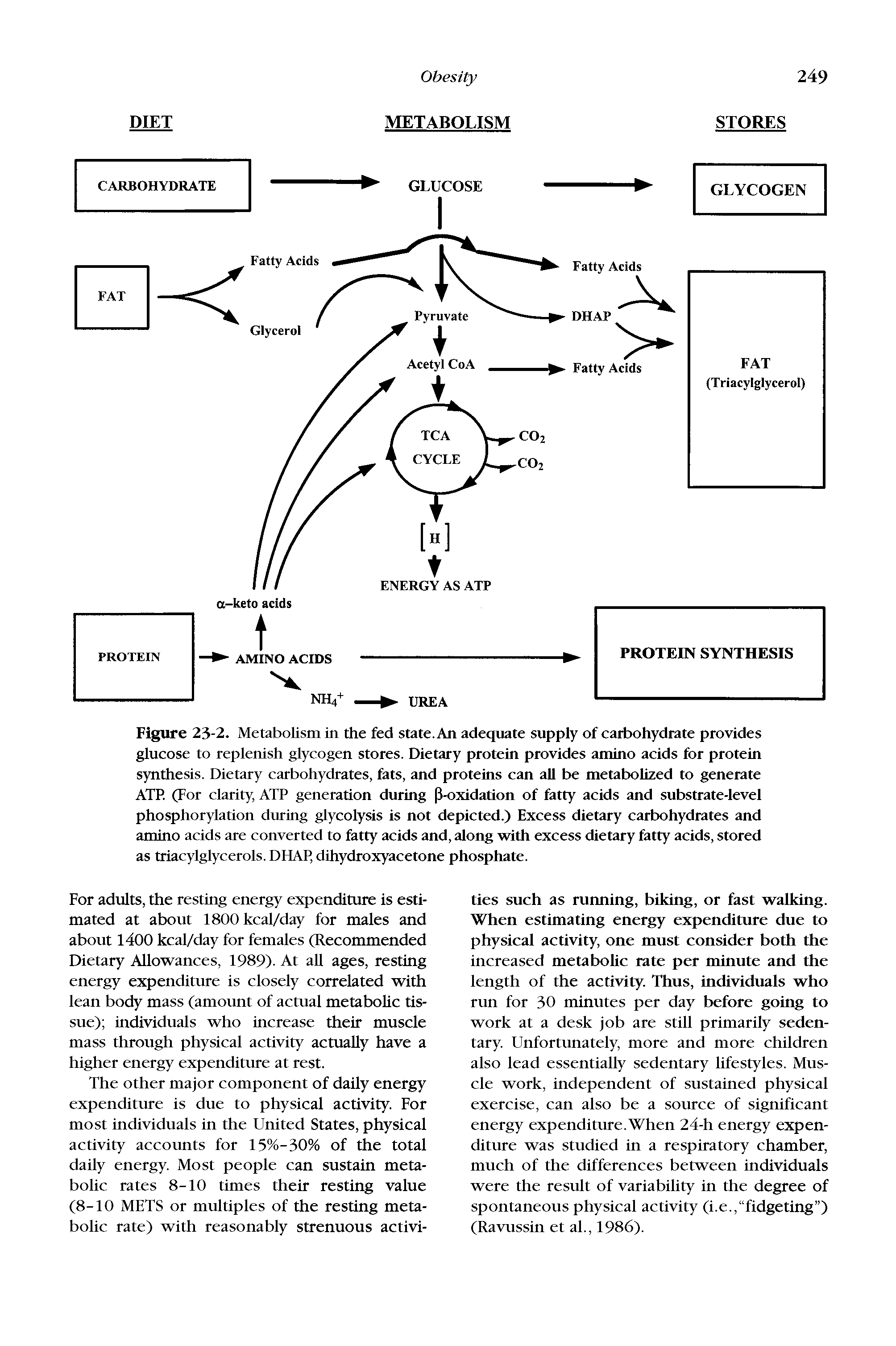 Figure 23-2. Metabolism in the fed state. An adequate supply of carbohydrate provides glucose to replenish glycogen stores. Dietary protein provides amino acids for protein synthesis. Dietary carbohydrates, fats, and proteins can all be metabolized to generate ATP. (For clarity, ATP generation during P-oxidation of fatty acids and substrate-level phosphorylation during glycolysis is not depicted.) Excess dietary carbohydrates and amino acids are converted to fatty acids and, along with excess dietary fatty acids, stored as triacylglycerols. DHAP, dihydroxyacetone phosphate.