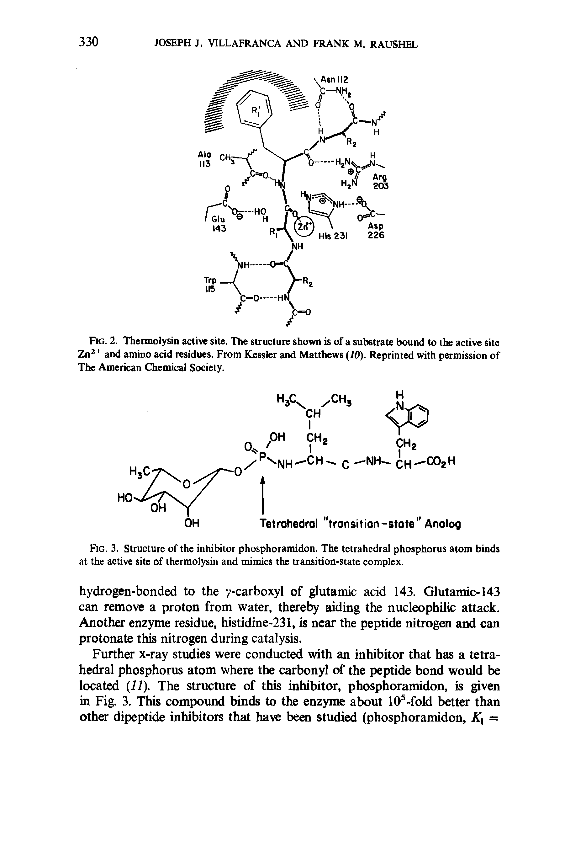 Fig. 2. Thermolysin active site. The structure shown is of a substrate bound to the active site 2n2+ and amino acid residues. From Kessler and Matthews (JO). Reprinted with permission of The American Chemical Society.