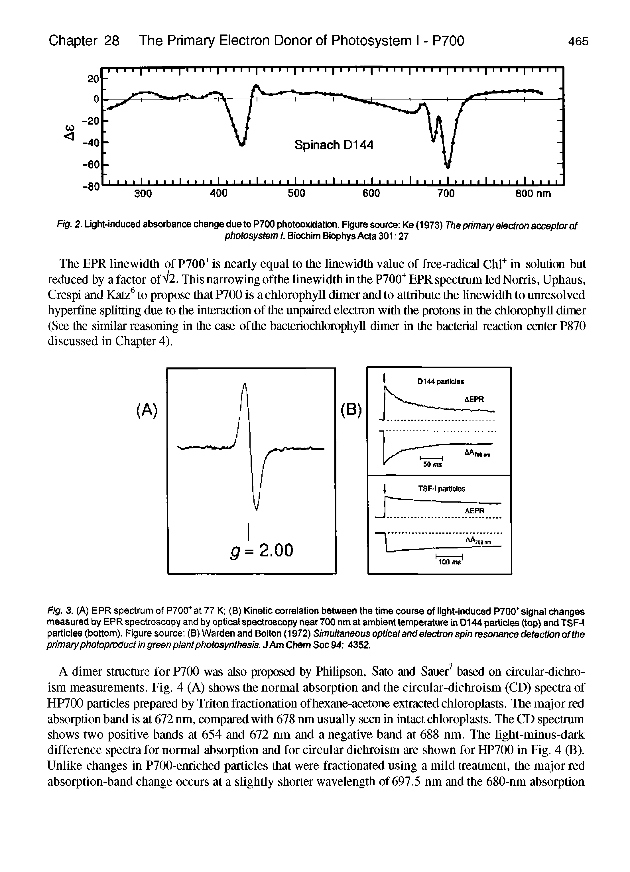 Fig. 3. (A) EPR spectrum of P700 at 77 K (B) Kinetic correlation between the time course of light-induced P700 signal changes measured by EPR spectroscopy and by optical spectroscopy near 700 nm at ambient temperature in D144 particles (top) and TSF-1 particles (bottom). Figure source (B) Warden and Bolton (1972) Simultaneous optical and electron spin resonance detection ofthe primary photoproduct in green plant photosynthesis. J Am Chem Soc 94 4352.