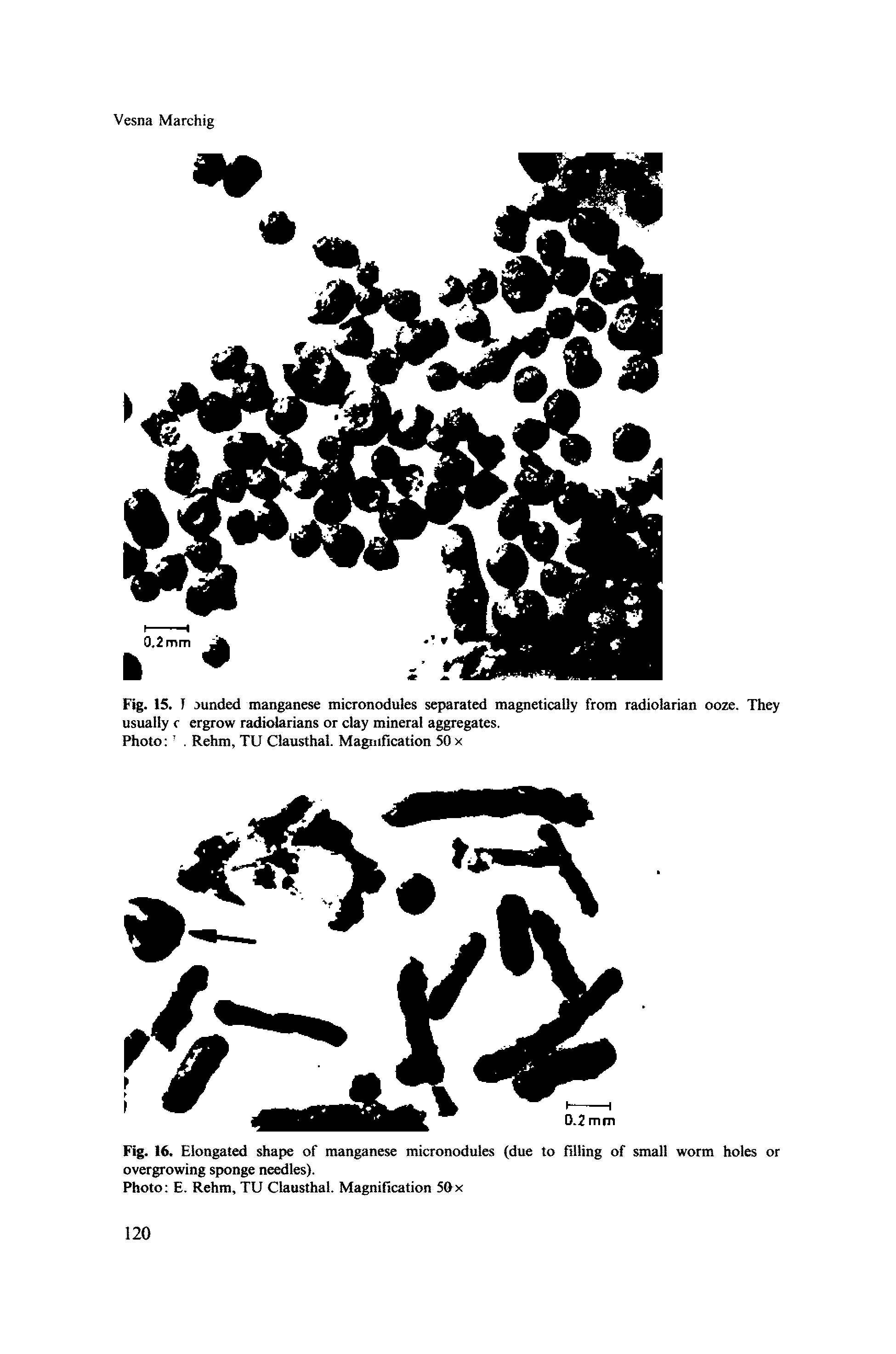 Fig. 16. Elongated shape of manganese micronodules (due to filling of small worm holes or overgrowing sponge needles).