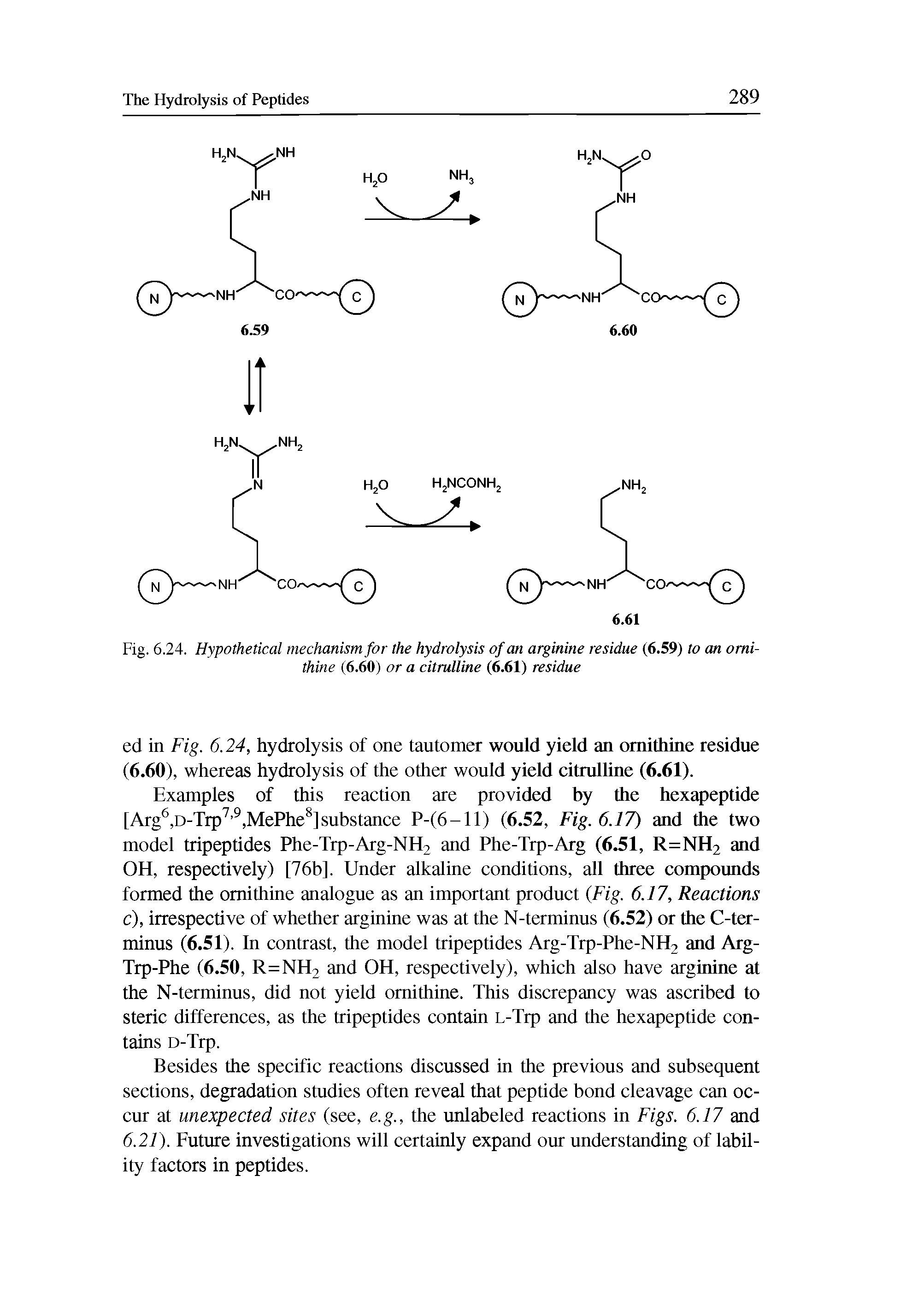 Fig. 6.24. Hypothetical mechanism for the hydrolysis of an arginine residue (6.59) to an ornithine (6.60) or a citrulline (6.61) residue...