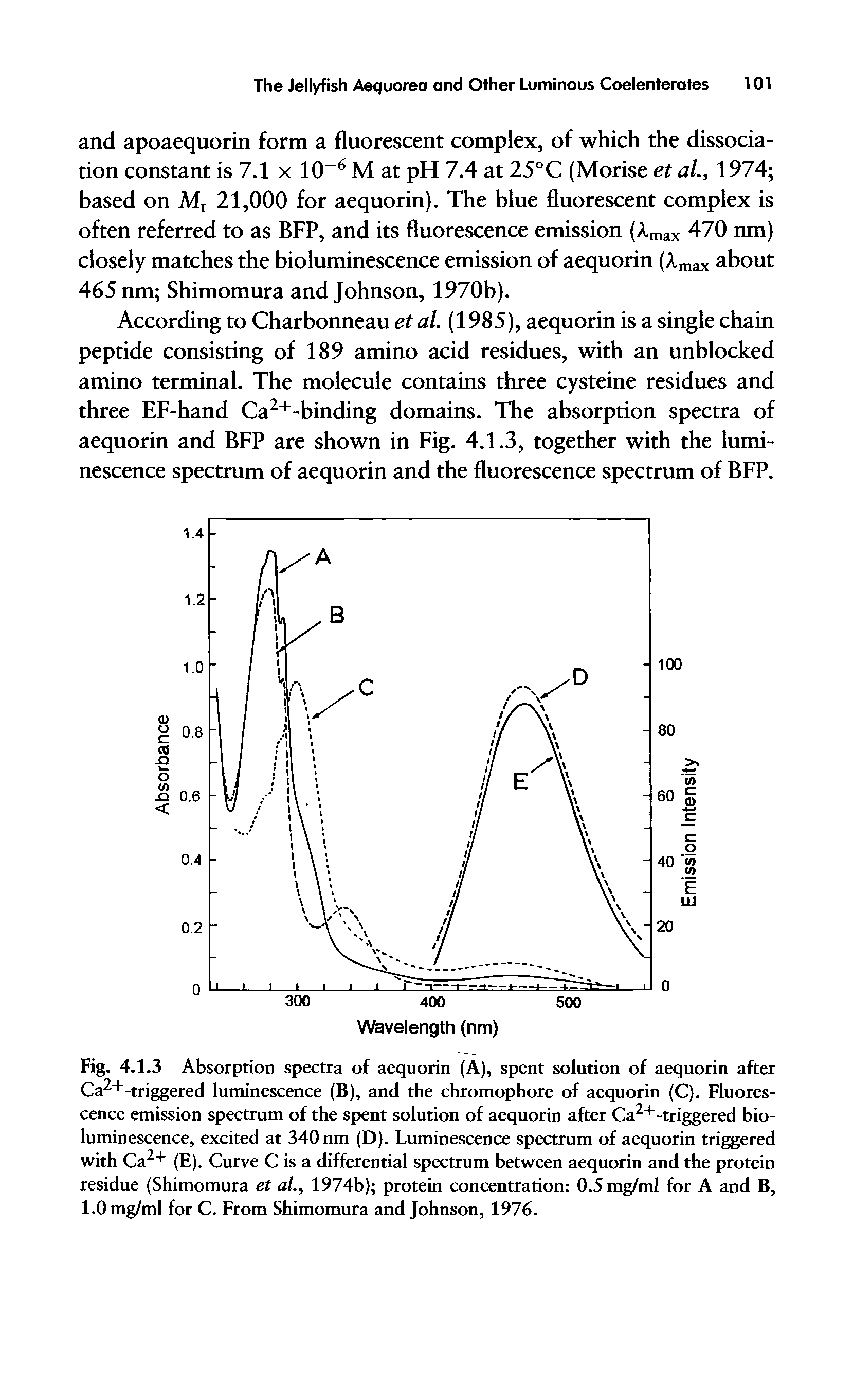 Fig. 4.1.3 Absorption spectra of aequorin (A), spent solution of aequorin after Ca2+-triggered luminescence (B), and the chromophore of aequorin (C). Fluorescence emission spectrum of the spent solution of aequorin after Ca2+-triggered bioluminescence, excited at 340 nm (D). Luminescence spectrum of aequorin triggered with Ca2+ (E). Curve C is a differential spectrum between aequorin and the protein residue (Shimomura et al., 1974b) protein concentration 0.5 mg/ml for A and B, 1.0 mg/ml for C. From Shimomura and Johnson, 1976.