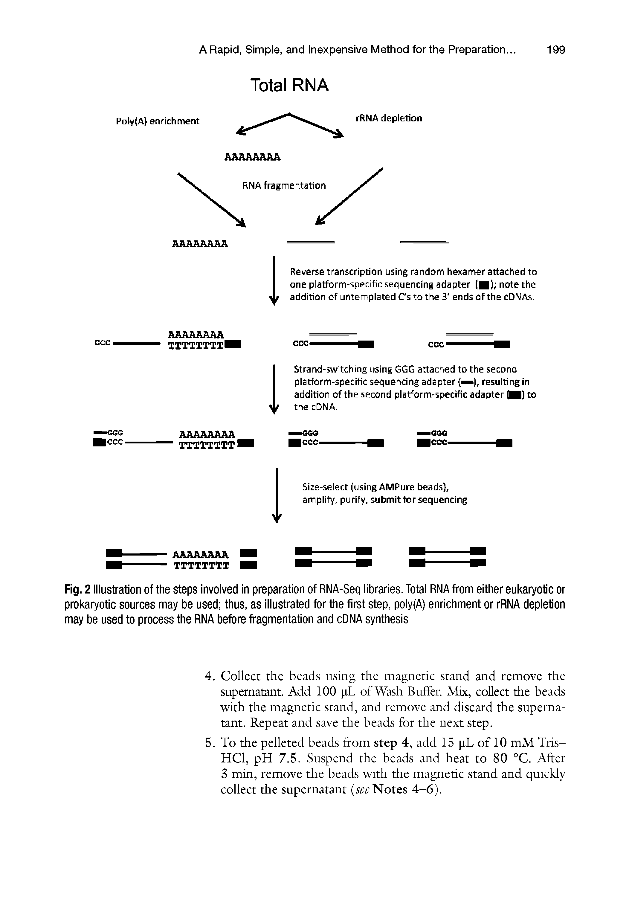 Fig. 2 Illustration of the steps involved in preparation of RNA-Seq libraries. Total RNA from either eukaryotic or prokaryotic sources may be used thus, as illustrated for the first step, poly(A) enrichment or rRNA depletion may be used to process the RNA before fragmentation and cDNA synthesis...