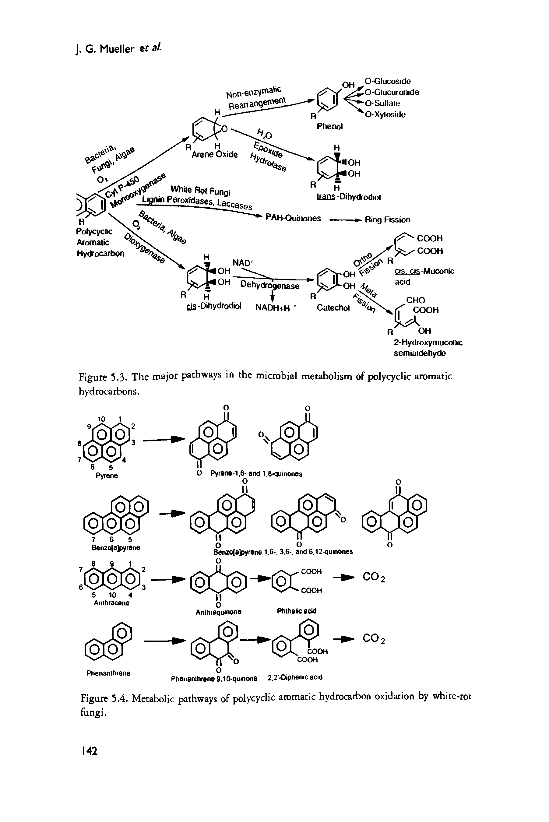 Figure 5.3. The major pathways in the microbial metabolism of polycyclic aromatic hydrocarbons.