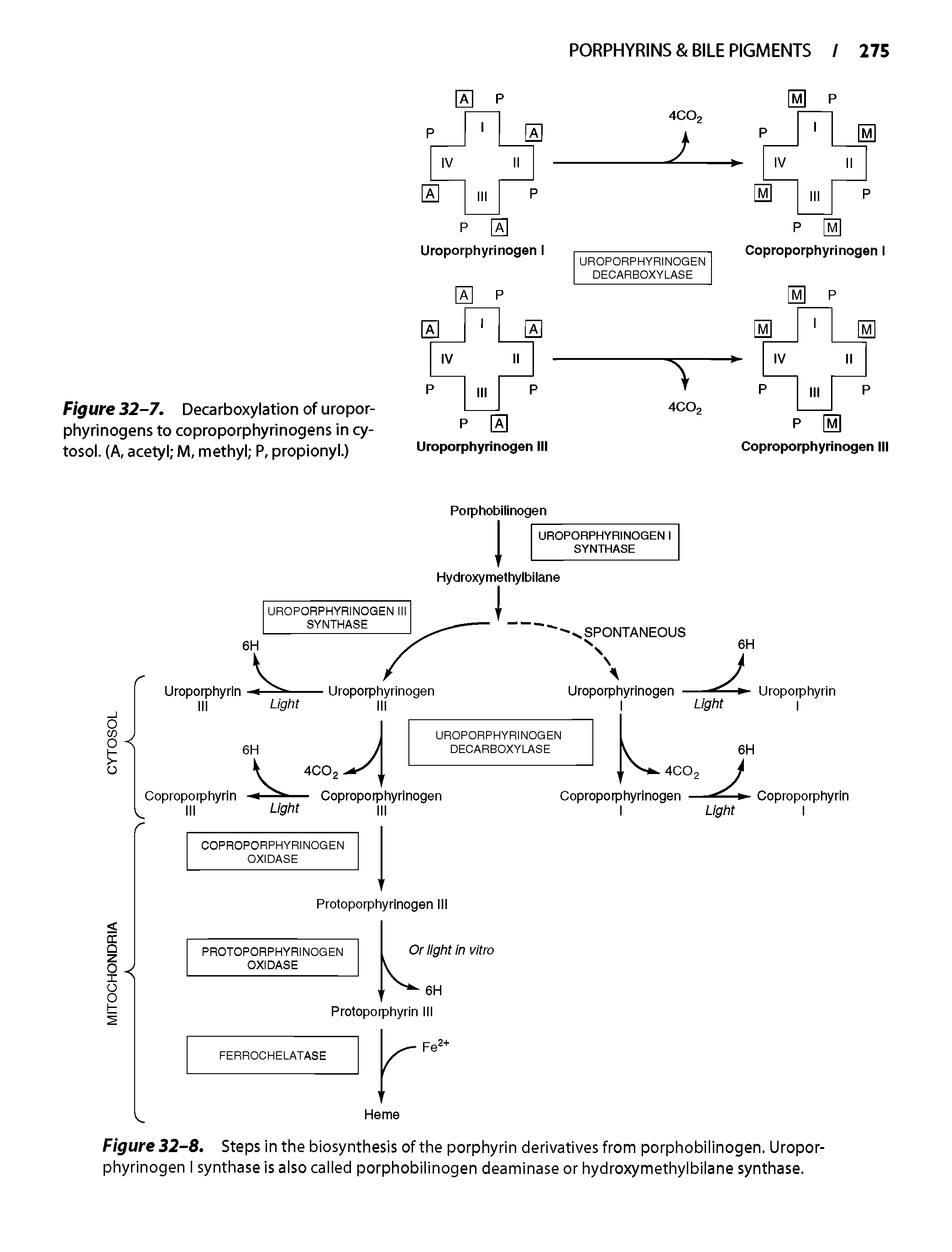 Figure 32-8. Steps in the biosynthesis of the porphyrin derivatives from porphobiiinogen. Uroporphyrinogen i synthase is aiso caiied porphobiiinogen deaminase or hydroxymethyibiiane synthase.