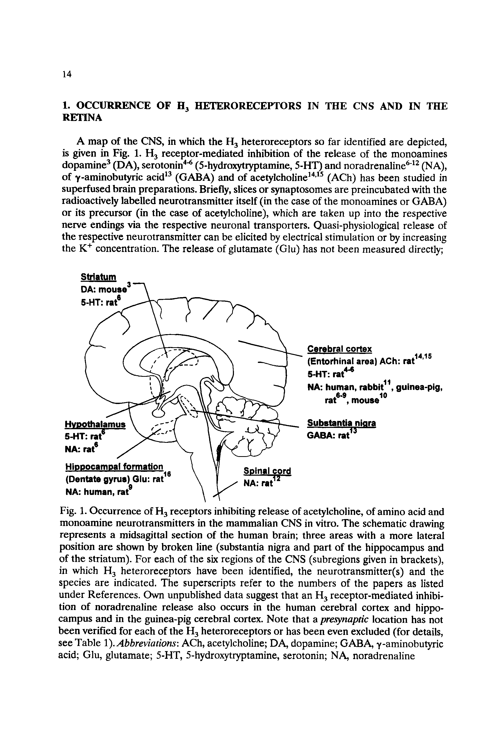 Fig. 1. Occurrence of H3 receptors inhibiting release of acetylcholine, of amino acid and monoamine neurotransmitters in the mammalian CNS in vitro. The schematic drawing represents a midsagittal section of the human brain three areas with a more lateral position are shown by broken line (substantia nigra and part of the hippocampus and of the striatum). For each of the six regions of the CNS (subregions given in brackets), in which H3 heteroreceptors have been identified, the neurotransmitter(s) and the species are indicated. The superscripts refer to the numbers of the papers as listed under References. Own unpublished data suggest that an H3 receptor-mediated inhibition of noradrenaline release also occurs in the human cerebral cortex and hippocampus and in the guinea-pig cerebral cortex. Note that a presynaptic location has not been verified for each of the H3 heteroreceptors or has been even excluded (for details, see Table 1). Abbreviations ACh, acetylcholine DA, dopamine GABA, y-aminobutyric acid Glu, glutamate 5-HT, 5-hydroxytryptamine, serotonin NA, noradrenaline...