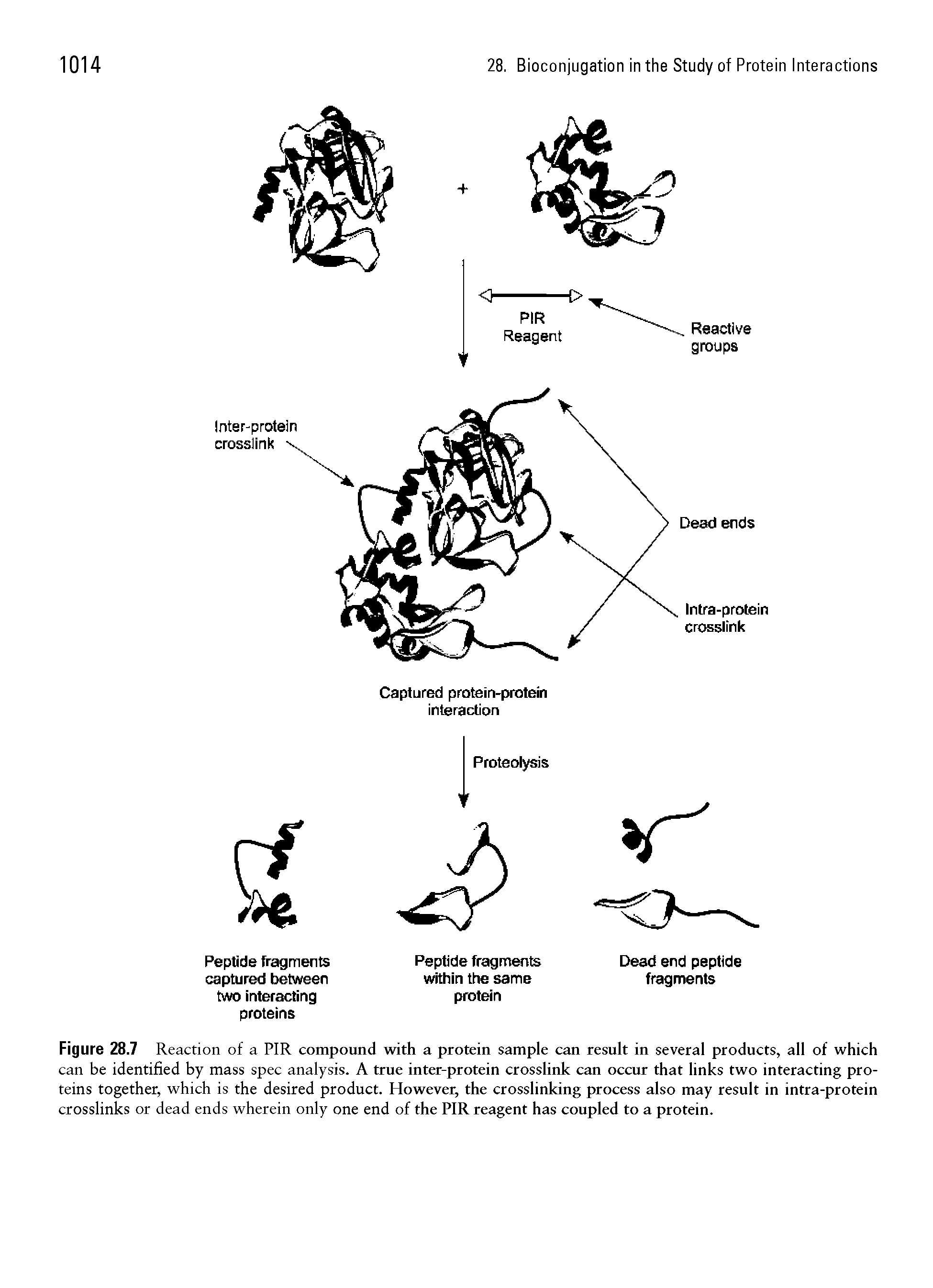 Figure 28.7 Reaction of a PIR compound with a protein sample can result in several products, all of which can be identified by mass spec analysis. A true inter-protein crosslink can occur that links two interacting proteins together, which is the desired product. However, the crosslinking process also may result in intra-protein crosslinks or dead ends wherein only one end of the PIR reagent has coupled to a protein.