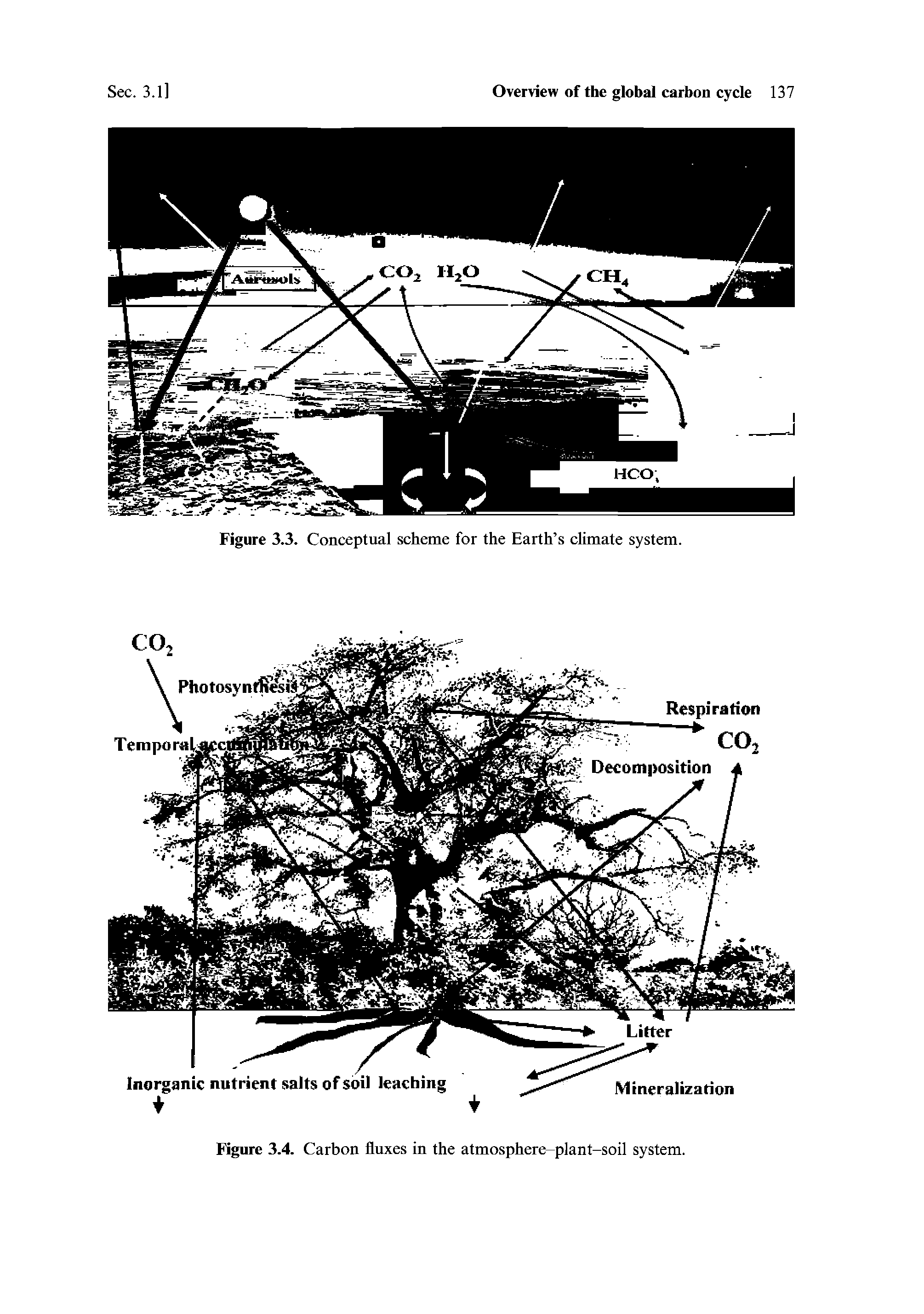Figure 3.4. Carbon fluxes in the atmosphere-plant-soil system.