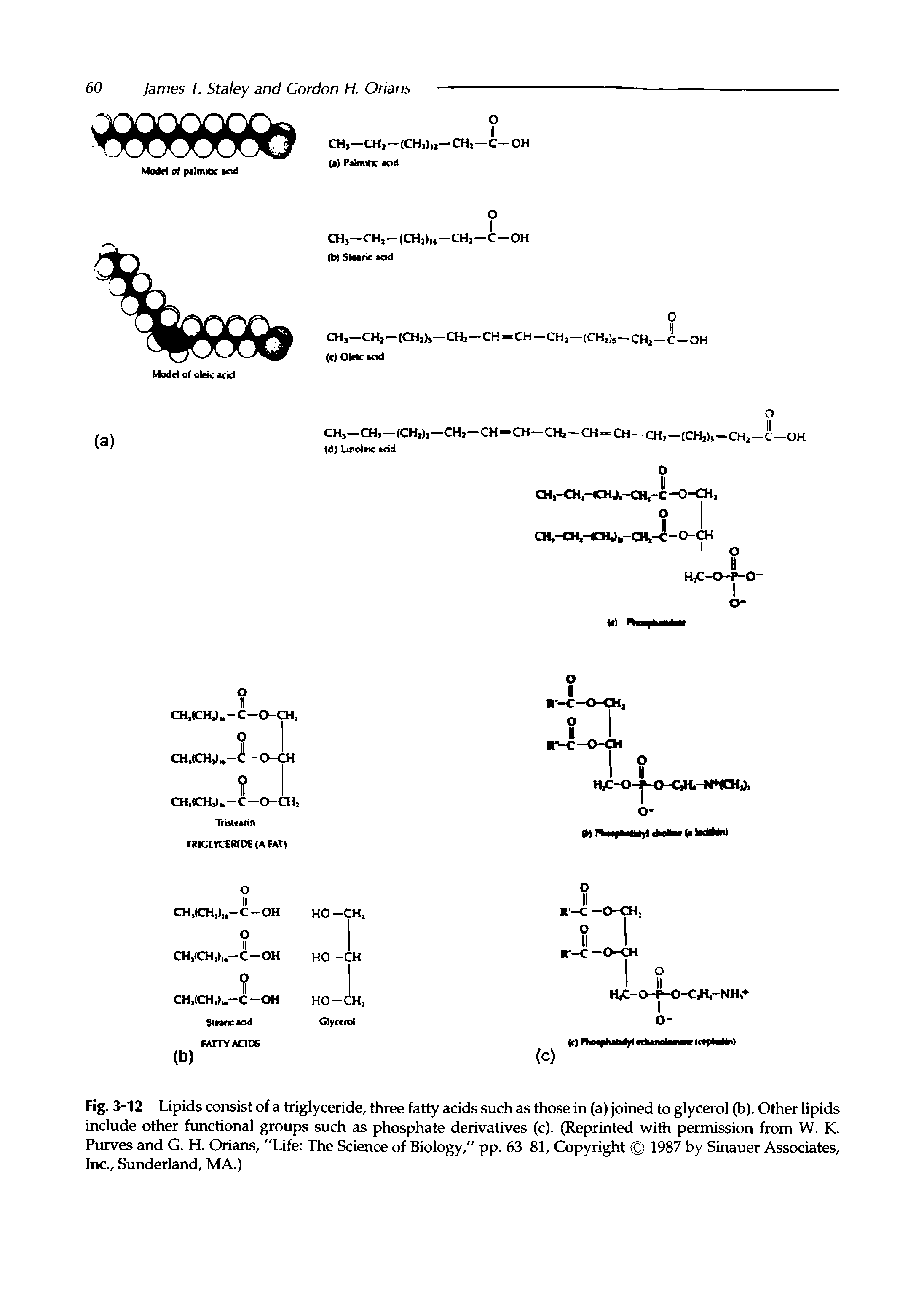 Fig. 3-12 Lipids consist of a triglyceride, three fatty acids such as those in (a) joined to glycerol (b). Other lipids include other functional groups such as phosphate derivatives (c). (Reprinted with permission from W. K. Purves and G. H. Orians, "Life The Science of Biology," pp. 63-81, Copyright 1987 by Sinauer Associates, Inc., Simderland, MA.)...