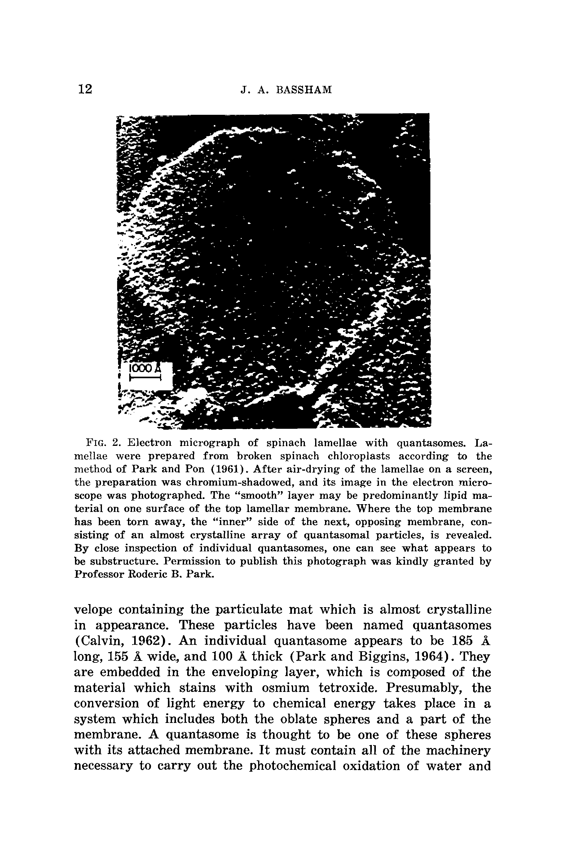 Fig. 2. Electron micrograph of spinach lamellae with quantasomes. Lamellae were prepared from broken spinach chloroplasts according to the method of Park and Pon (1961). After air-drying of the lamellae on a screen, the preparation was chromium-shadowed, and its image in the electron microscope was photographed. The smooth layer may be predominantly lipid material on one surface of the top lamellar membrane. Where the top membrane has been torn away, the inner side of the next, opposing membrane, consisting of an almost crystalline array of quantasomal particles, is revealed. By close inspection of individual quantasomes, one can see what appears to be substructure. Permission to publish this photograph was kindly granted by Professor Roderic B. Park.