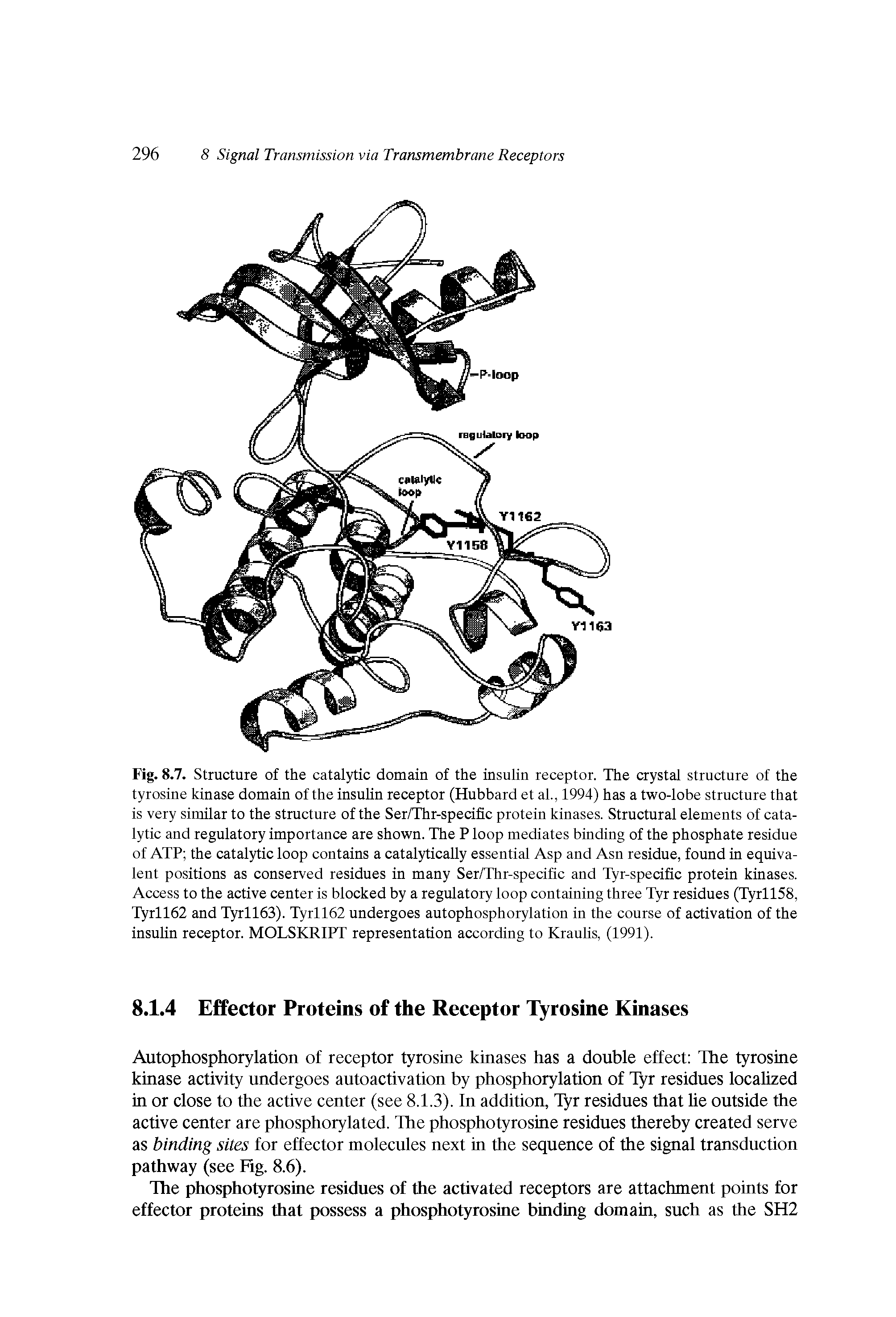 Fig. 8.7. Structure of the catalytic domain of the insulin receptor. The crystal structure of the tyrosine kinase domain of the insulin receptor (Hubbard et al., 1994) has a two-lobe structure that is very similar to the structure of the Ser/Thr-specific protein kinases. Structural elements of catalytic and regulatory importance are shown. The P loop mediates binding of the phosphate residue of ATP the catalytic loop contains a catalytically essential Asp and Asn residue, found in equivalent positions as conserved residues in many Ser/Thr-specific and Tyr-specific protein kinases. Access to the active center is blocked by a regulatory loop containing three Tyr residues (Tyrll58, Tyrll62 and Tyrll63). Tyrll62 undergoes autophosphorylation in the course of activation of the insulin receptor. MOLSKRIPT representation according to Kraulis, (1991).