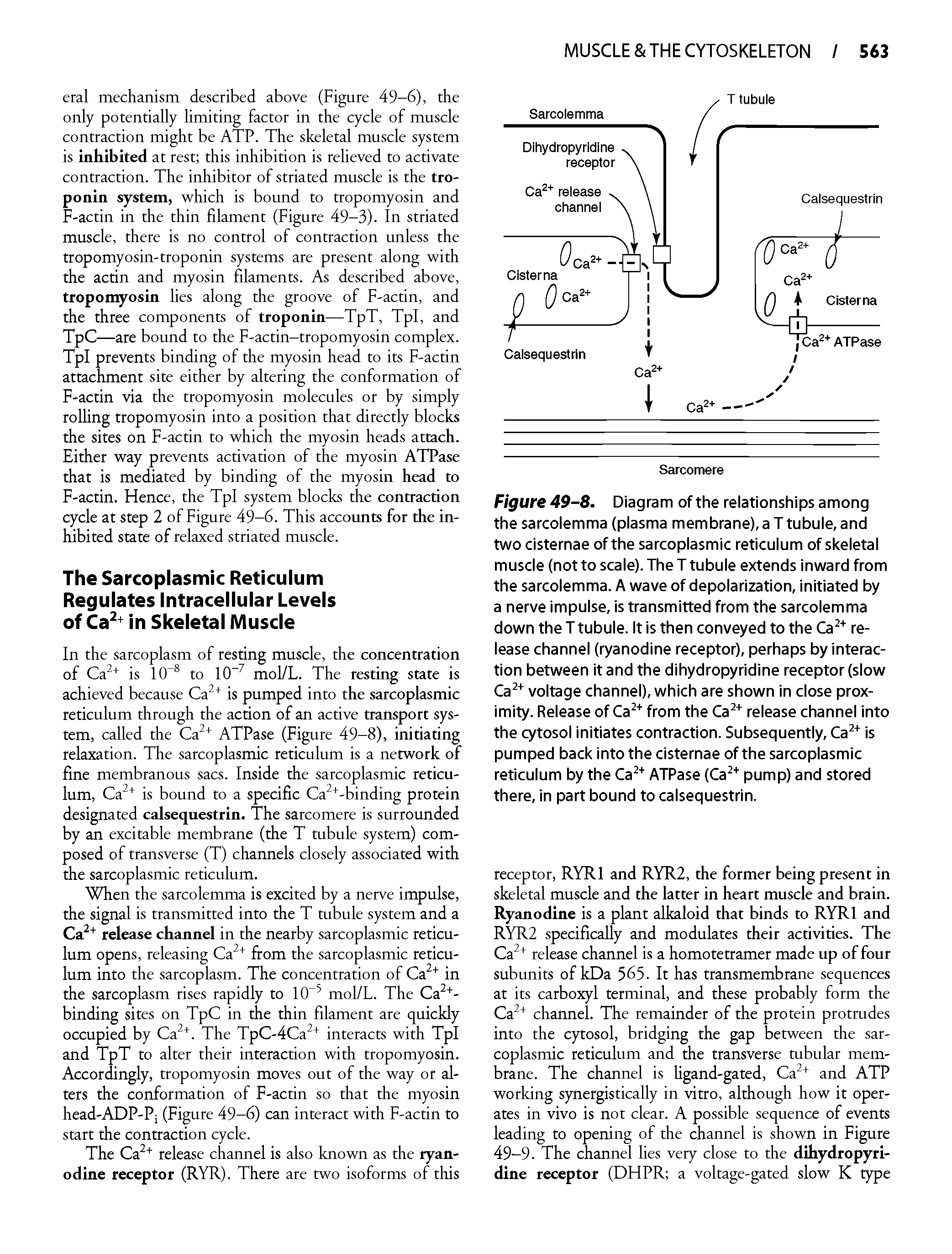 Figure 49-8. Diagram of the relationships among the sarcolemma (plasma membrane), a T tubule, and two cisternae of the sarcoplasmic reticulum of skeletal muscle (not to scale). The T tubule extends inward from the sarcolemma. A wave of depolarization, initiated by a nerve impulse, is transmitted from the sarcolemma down the T tubule. It is then conveyed to the Ca release channel (ryanodine receptor), perhaps by interaction between it and the dihydropyridine receptor (slow Ca voltage channel), which are shown in close proximity. Release of Ca from the Ca release channel into the cytosol initiates contraction. Subsequently, Ca is pumped back into the cisternae of the sarcoplasmic reticulum by the Ca ATPase (Ca pump) and stored there, in part bound to calsequestrin.