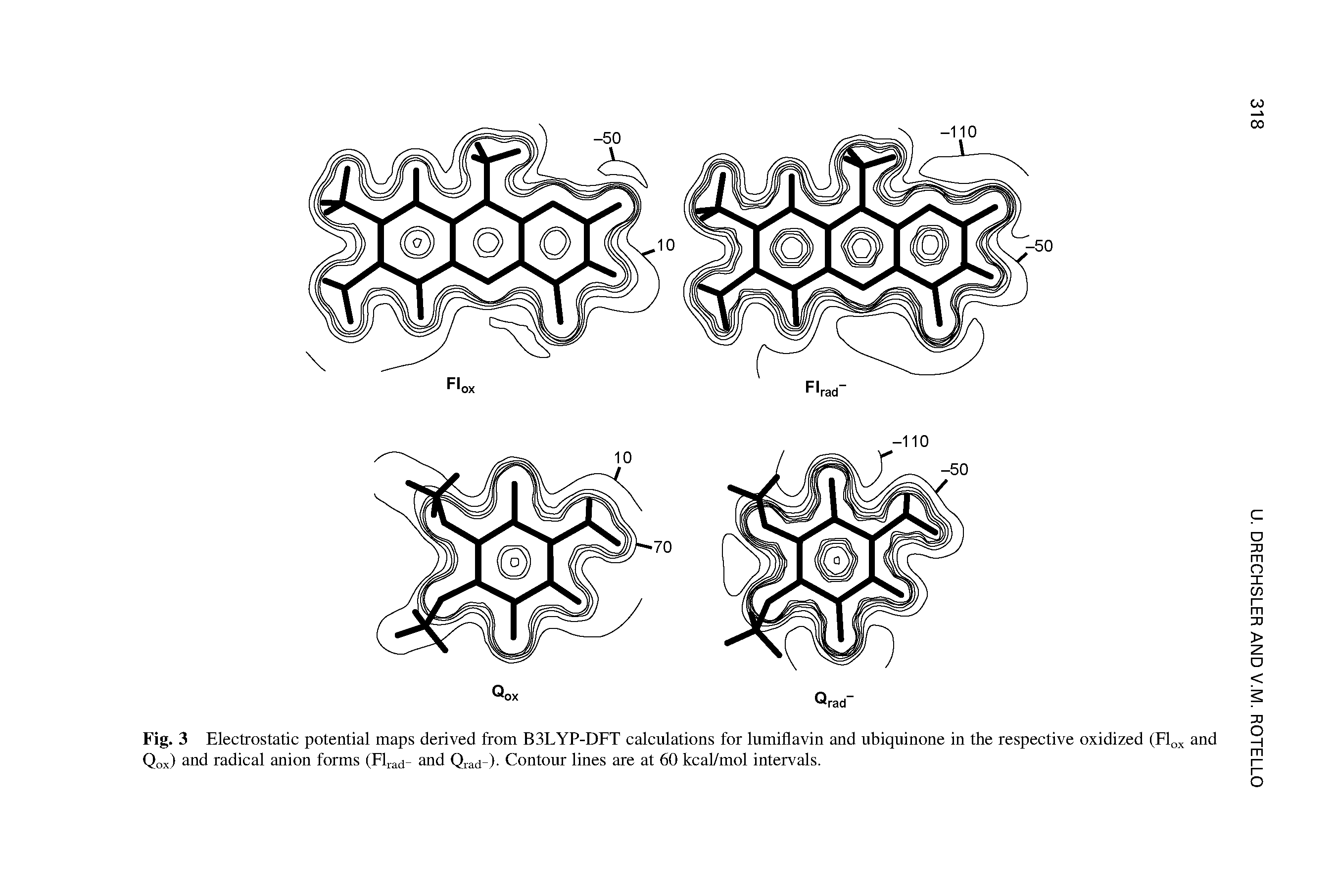 Fig. 3 Electrostatic potential maps derived from B3LYP-DFT calculations for lumiflavin and ubiquinone in the respective oxidized (Fly and Qox) and radical anion forms (Flj-ad- and Qrad-)- Contour lines are at 60 kcal/mol intervals.
