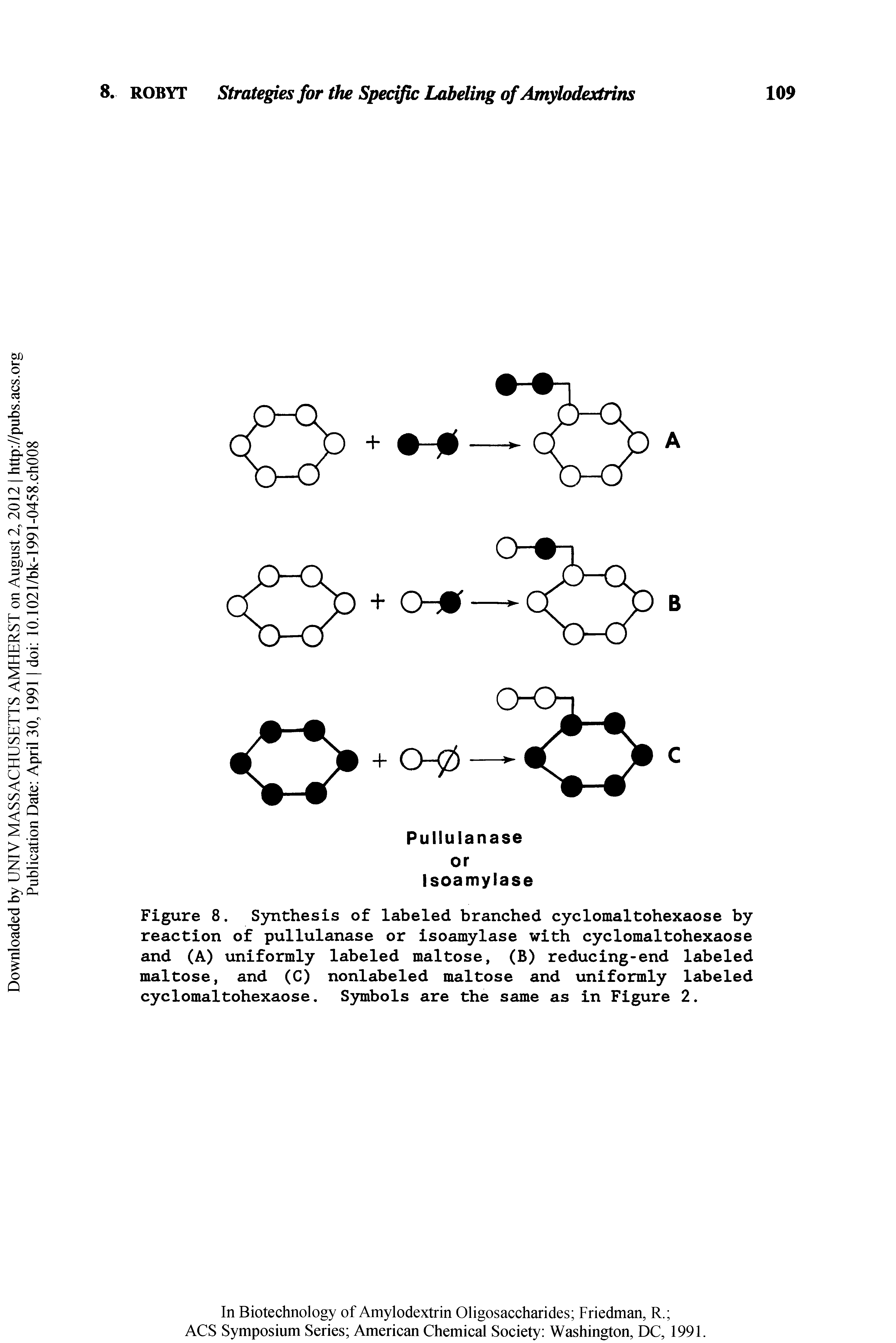 Figure 8. Synthesis of labeled branched cyclomaltohexaose by reaction of pullulanase or isoamylase with cyclomaltohexaose and (A) miformly labeled maltose, (B) reducing-end labeled maltose, and (C) nonlabeled maltose and uniformly labeled cyclomaltohexaose. Symbols are the same as in Figure 2.