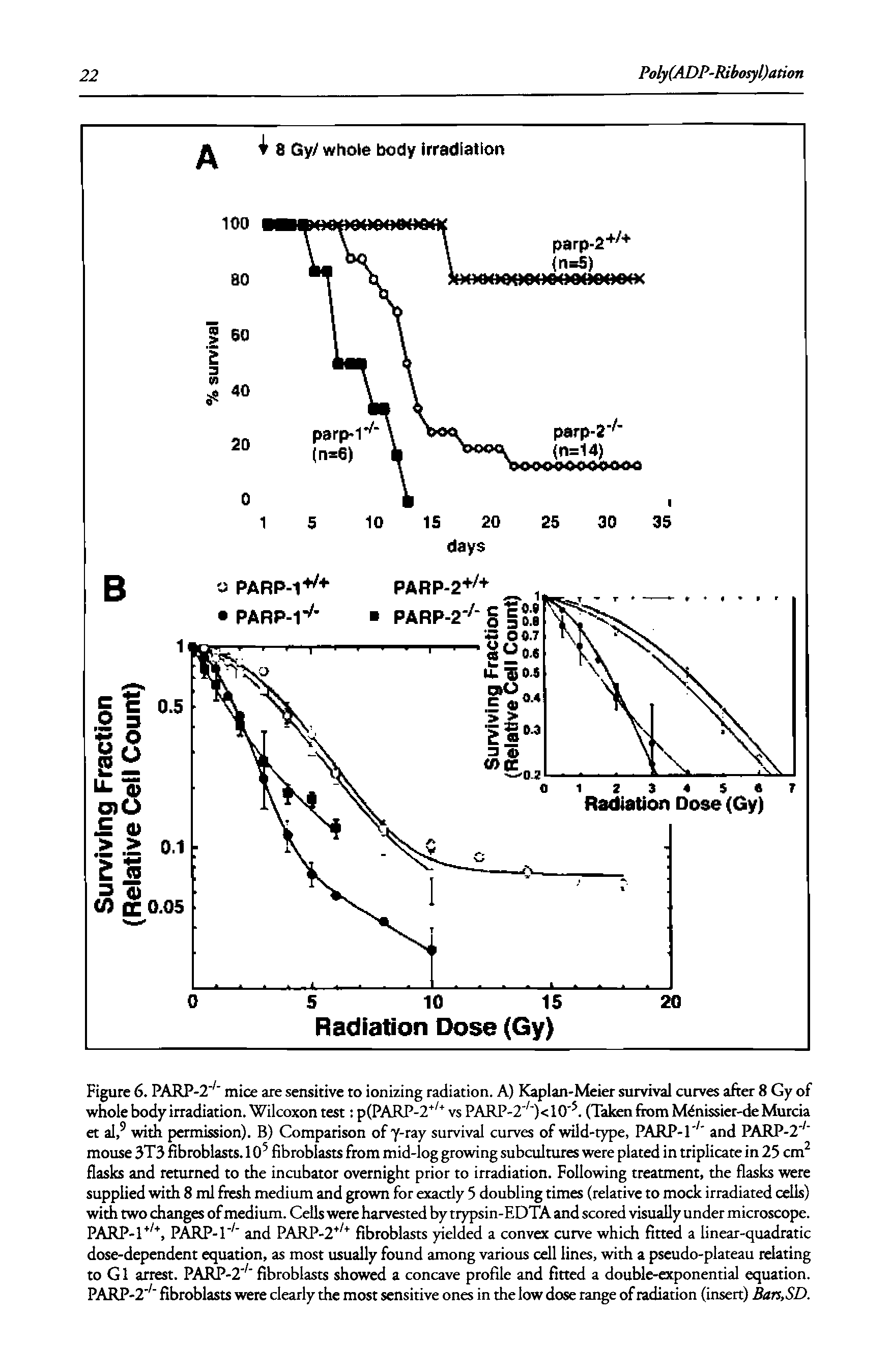 Figure 6. PARP-2" mice are sensitive to ionizing radiation. A) Kaplan-Meier survival curves after 8 Gy of whole body irradiation. Wilcoxon test p(PARP-2 vs PARP-2 ) < 10. (Taken from Minissier-de Murcia et al, with permission). B) Comparison ofy-ray survival curves of wild-type, PARP-T and PARP-2 mouse 3T3 fibroblasts. 10 fibroblasts from mid-log growing subcultures were plated in triplicate in 25 cm flasks and returned to the incubator overnight prior to irradiation. Following treatment, the flasks were supplied with 8 ml fresh medium and grown for exacdy 5 doubling times (relative to mock irradiated cells) with two changes of medium. Cells were harvested by trypsin-EDTA and scored visually under microscope. PARP-1, PARP-T and PARP-2 fibroblasts yielded a convex curve which fitted a linear-quadratic dose-dependent equation, as most usually found among various cell lines, with a pseudo-plateau relating to Cl arrest. PARP-2 fibroblasts showed a concave profile and fitted a double-exponential equation. PARP-2 fibroblasts were clearly the most sensitive ones in the low dose rai of radiation (insert) Bars,SD.