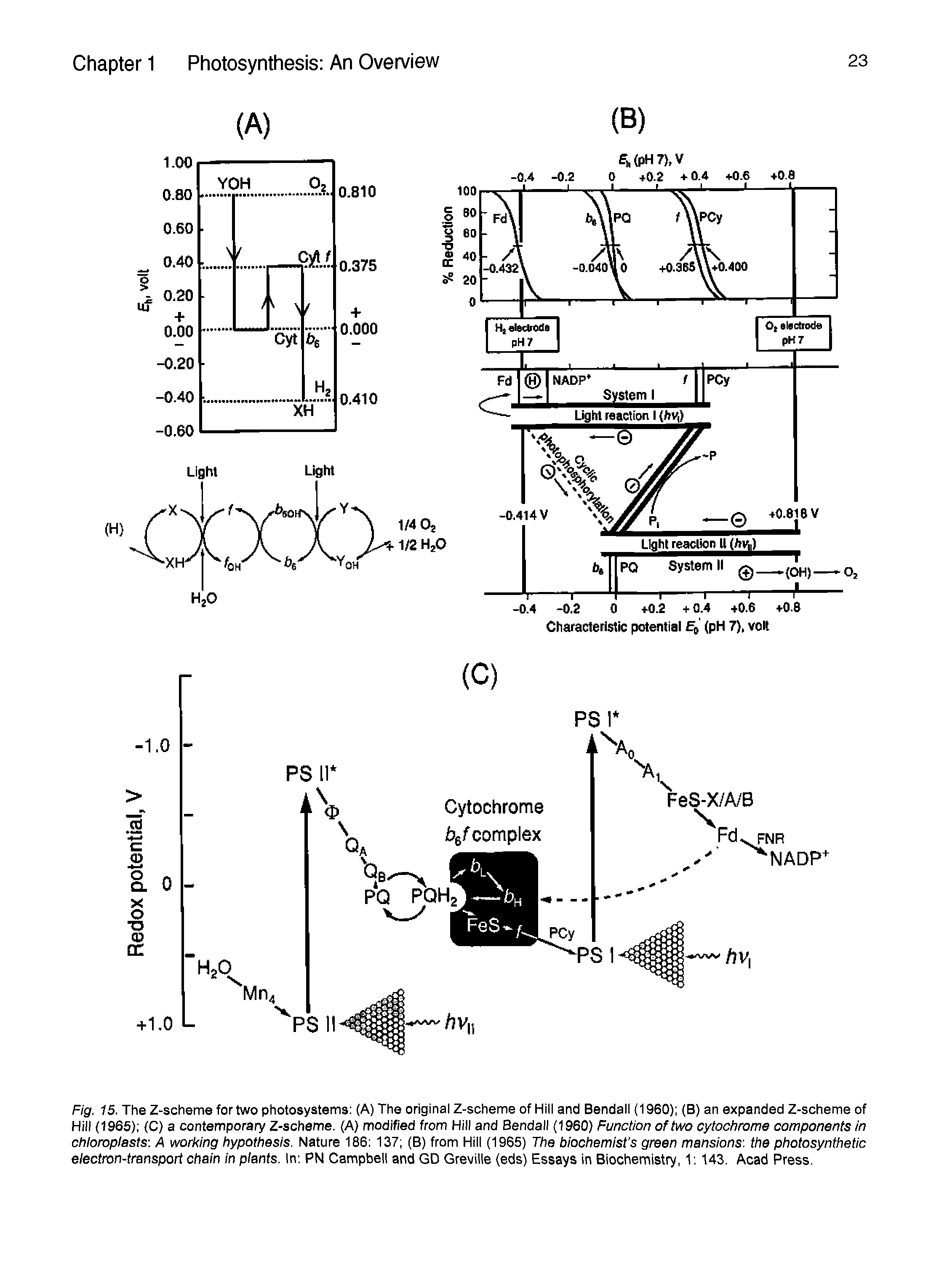Fig. 15. The Z-scheme for two photosystems (A) The original Z-scheme of Hill and Bendall (1960) (B) an expanded Z-scheme of Hill (1965) (C) a contemporary Z-scheme. (A) modified from Hill and Bendall (1960) Function of two cytochrome components in chloroplasts A working hypothesis. Nature 186 137 (B) from Hill (1965) The biochemist s green mansions the photosynthetic electron-transport chain in plants. In PN Campbell and GD Greville (eds) Essays in Biochemistry, 1 143. Acad Press.