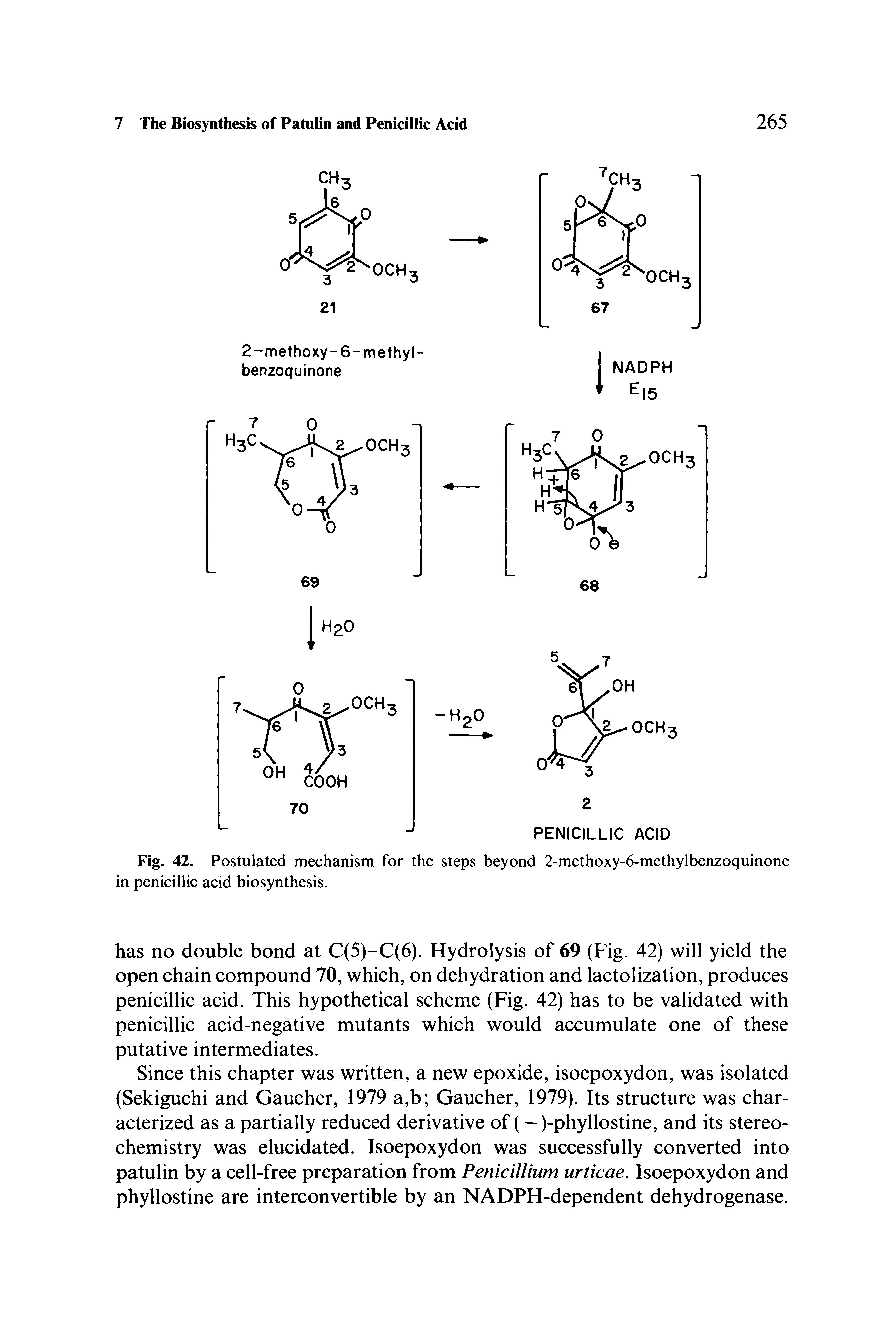 Fig. 42. Postulated mechanism for the steps beyond 2-methoxy-6-methylbenzoquinone in penicillic acid biosynthesis.