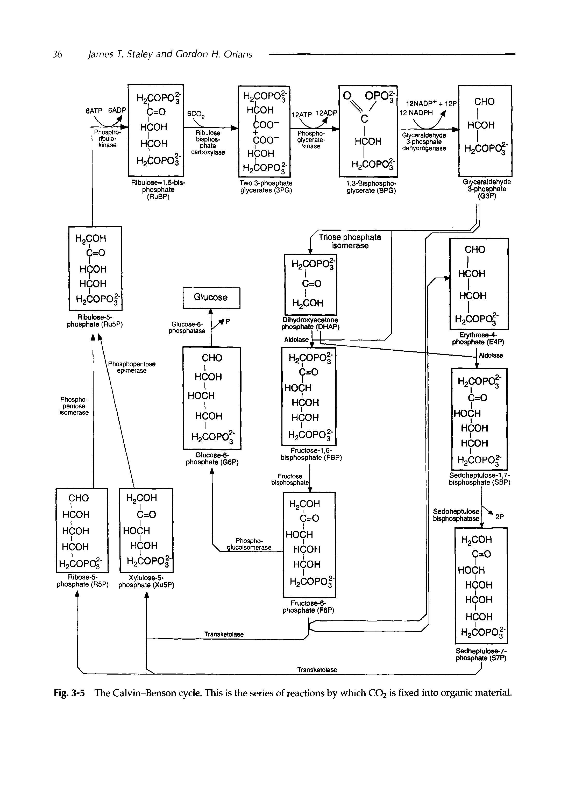 Fig. 3-5 The Calvin-Benson cycle. This is the series of reactions by which CO2 is fixed into organic material.