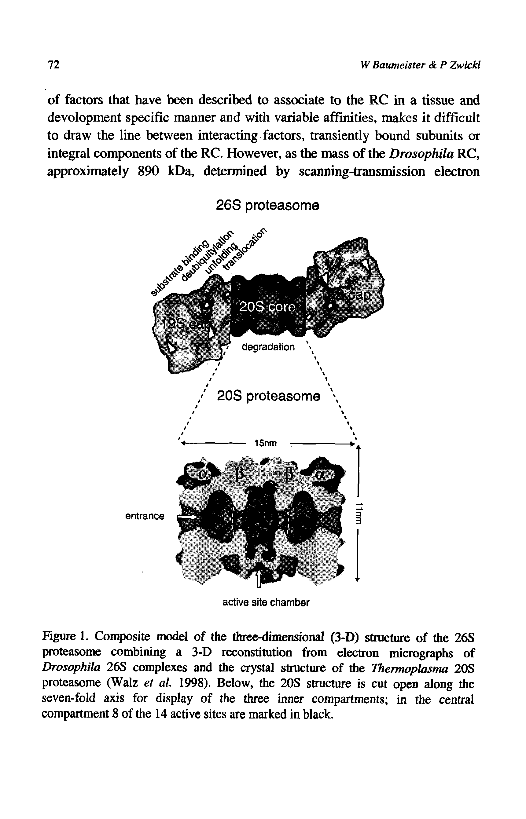 Figure 1. Composite model of the three-dimensional (3-D) stmcture of the 26S proteasome combining a 3-D reconstitution from electron micrographs of Drosophila 26S complexes and the crystal structure of the Thermoplasma 20S proteasome (Walz et al. 1998). Below, the 20S structure is cut open along the seven-fold axis for display of the three inner compartments in the central compartment 8 of the 14 active sites are marked in black.