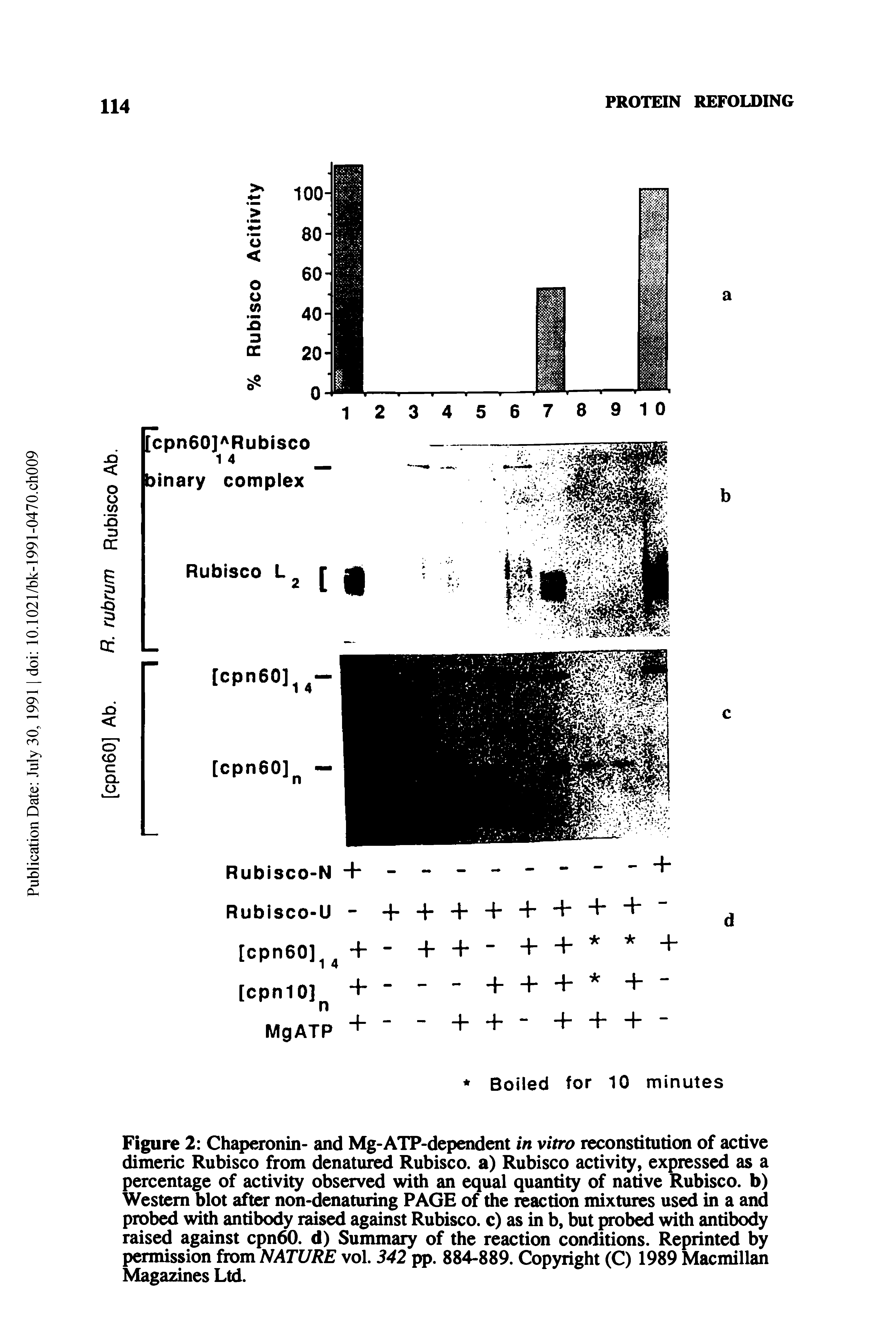 Figure 2 Chaperonin- and Mg-ATP-dependent in vitro reconstitution of active dimeric Rubisco from denatured Rubisco. a) Rubisco activity, expressed as a percentage of activity observed with an equal quantity of native Rubisco. b) Western blot after non-denaturing PAGE of the reaction mixtures used in a and probed with antibody raised against Rubisco. c) as in b, but probed with antibody raised against cpn60. d) Summary of the reaction conditions. Reprinted by permission from NATURE vol. 342 pp. 884-889. Copyright (C) 1989 Macmillan Magazines Ltd.