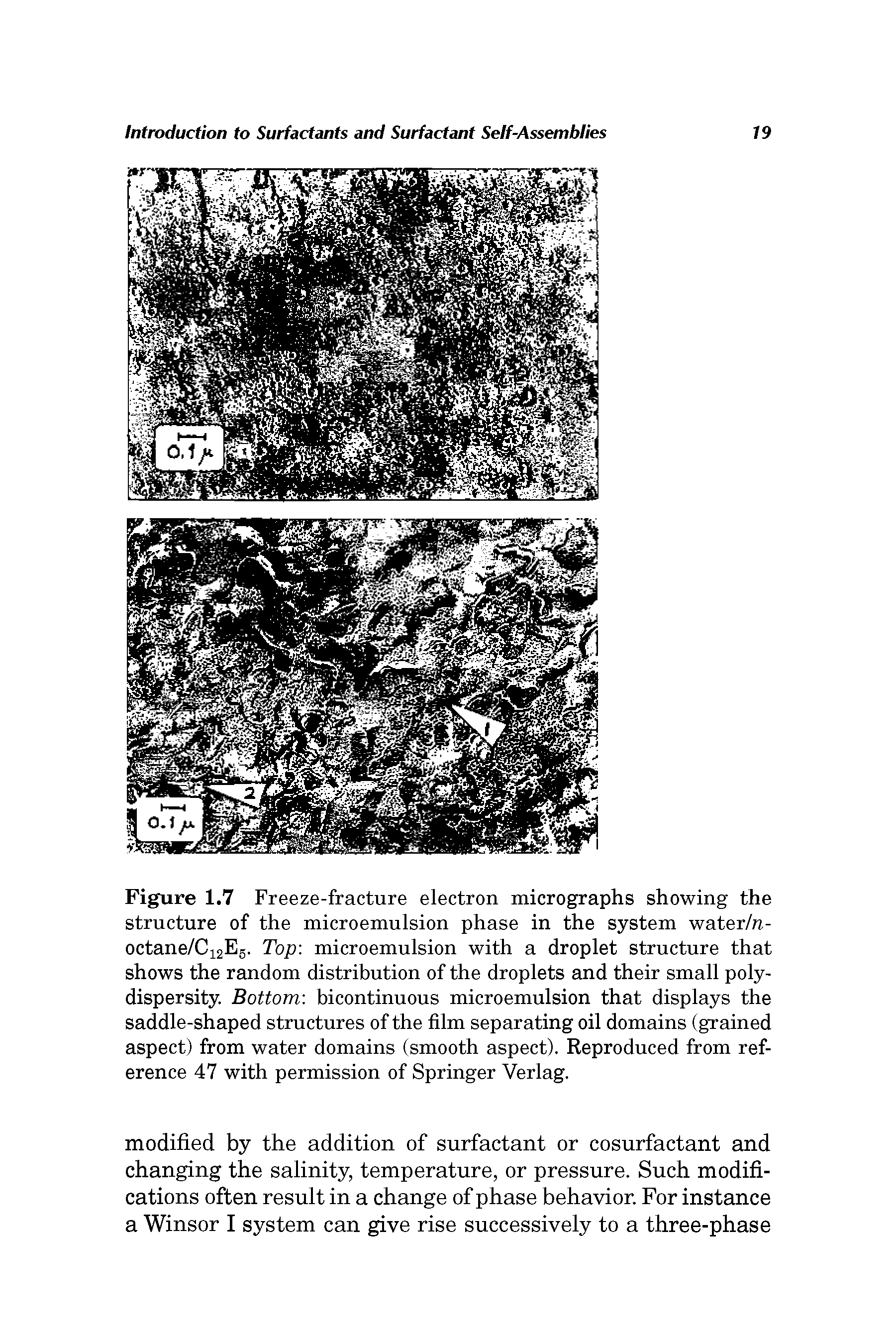 Figure 1.7 Freeze-fracture electron micrographs showing the structure of the microemulsion phase in the system water/n-octane/Ci2E5. Top microemulsion with a droplet structure that shows the random distribution of the droplets and their small poly-dispersity. Bottom bicontinuous microemulsion that displays the saddle-shaped structures of the film separating oil domains (grained aspect) from water domains (smooth aspect). Reproduced from reference 47 with permission of Springer Verlag.