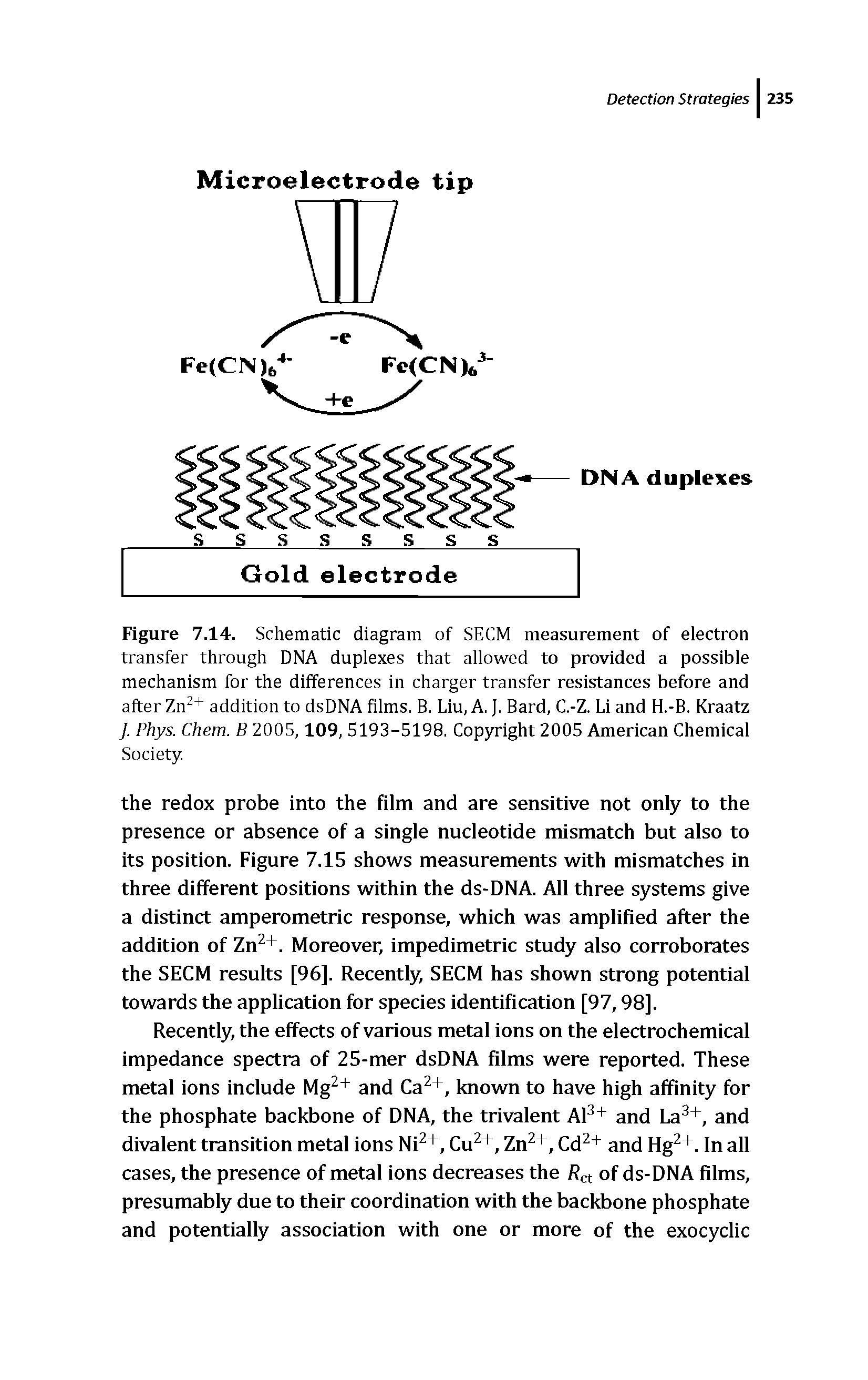 Figure 7.14. Schematic diagram of SECM measurement of electron transfer through DNA dupiexes that aiiowed to provided a possible mechanism for the differences in charger transfer resistances before and after Zn + addition to dsDNA films. B. Liu, A. J. Bard, C.-Z. Li and H.-B. Kraatz ]. Phys. Chem. B 2005,109, 5193-5198. Cop50 ight 2005 American Chemical Society.