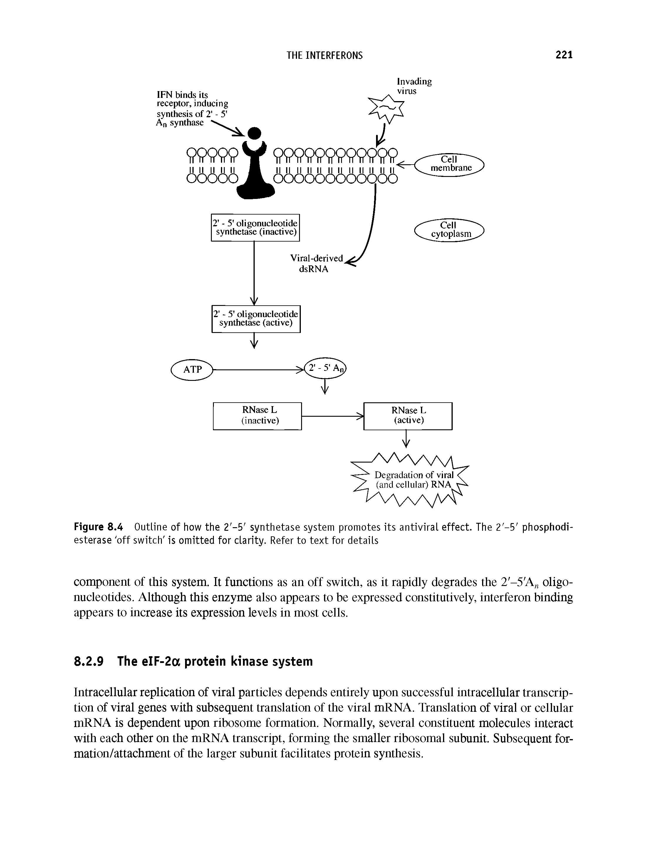 Figure 8.4 Outline of how the 2 -5 synthetase system promotes its antiviral effect. The 2 —5 phosphodiesterase off switch is omitted for clarity. Refer to text for details...