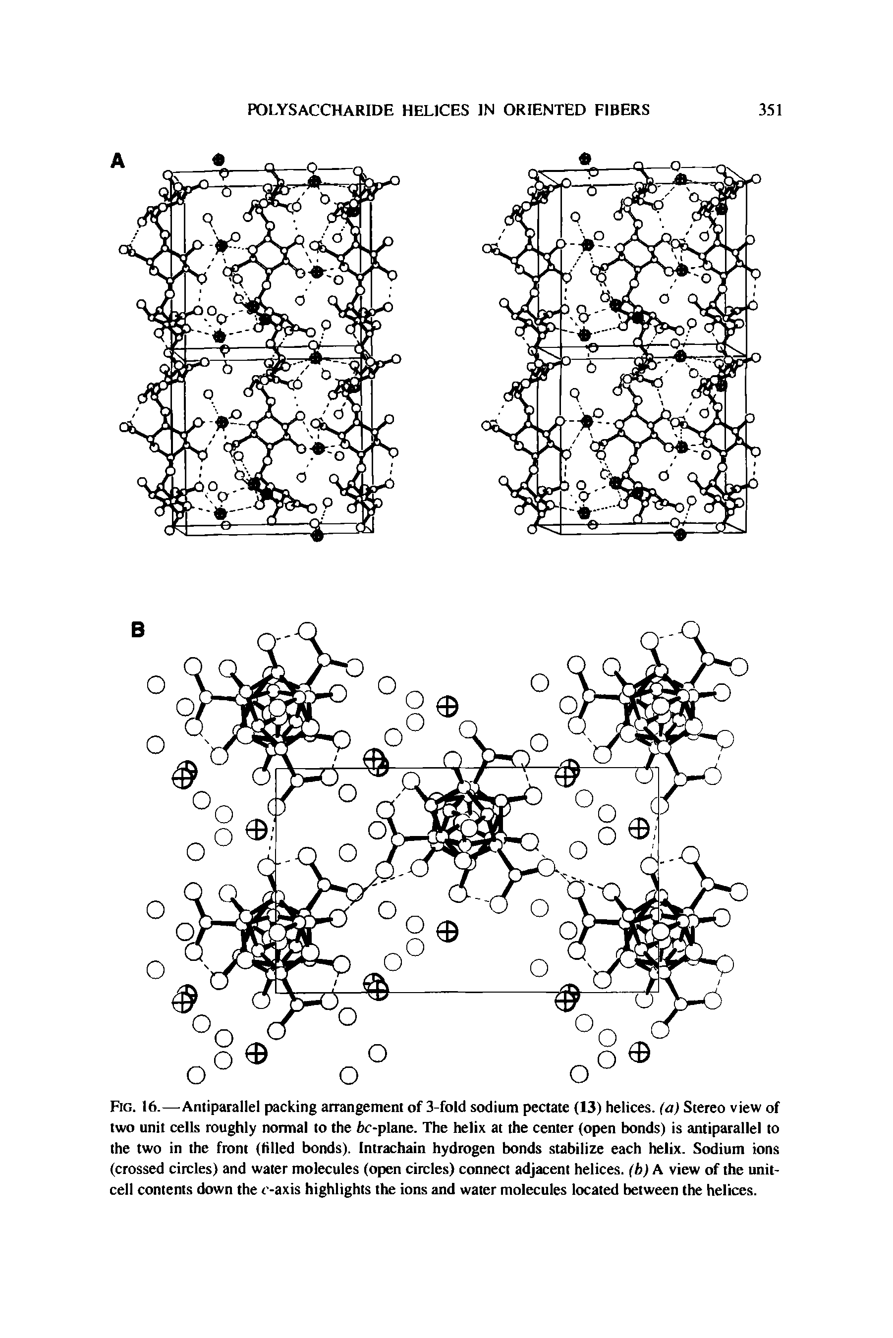 Fig. 16.—Antiparallel packing arrangement of 3-fold sodium pectate (13) helices, (a) Stereo view of two unit cells roughly normal to the fcc-plane. The helix at the center (open bonds) is antiparallel to the two in the front (tilled bonds). Intrachain hydrogen bonds stabilize each helix. Sodium ions (crossed circles) and water molecules (open circles) connect adjacent helices, (b) A view of the unitcell contents down the t -axis highlights the ions and water molecules located between the helices.