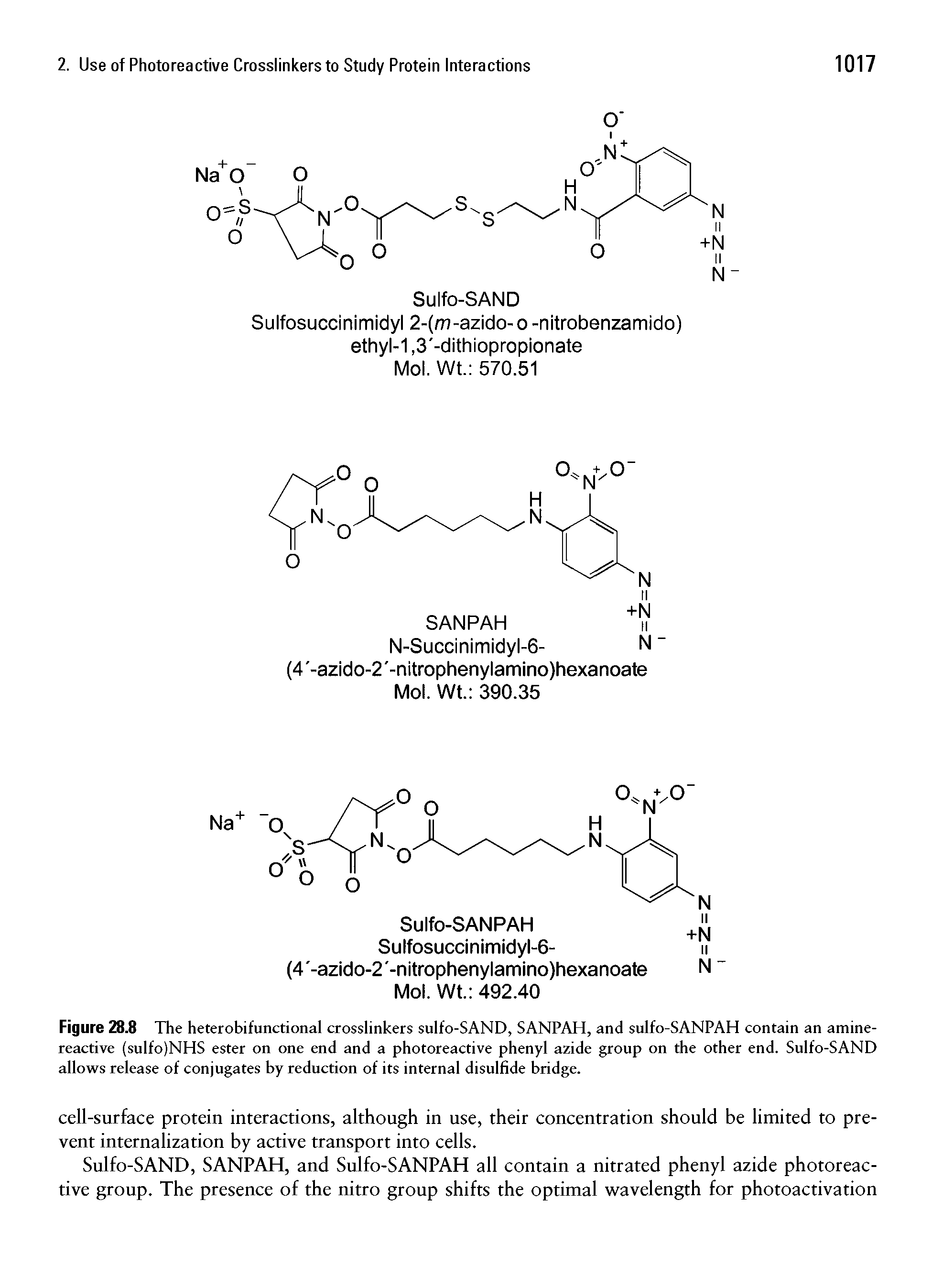Figure 28.8 The heterobifunctional crosslinkers sulfo-SAND, SANPAH, and sulfo-SANPAH contain an amine-reactive (sulfo)NHS ester on one end and a photoreactive phenyl azide group on the other end. Sulfo-SAND allows release of conjugates by reduction of its internal disulfide bridge.