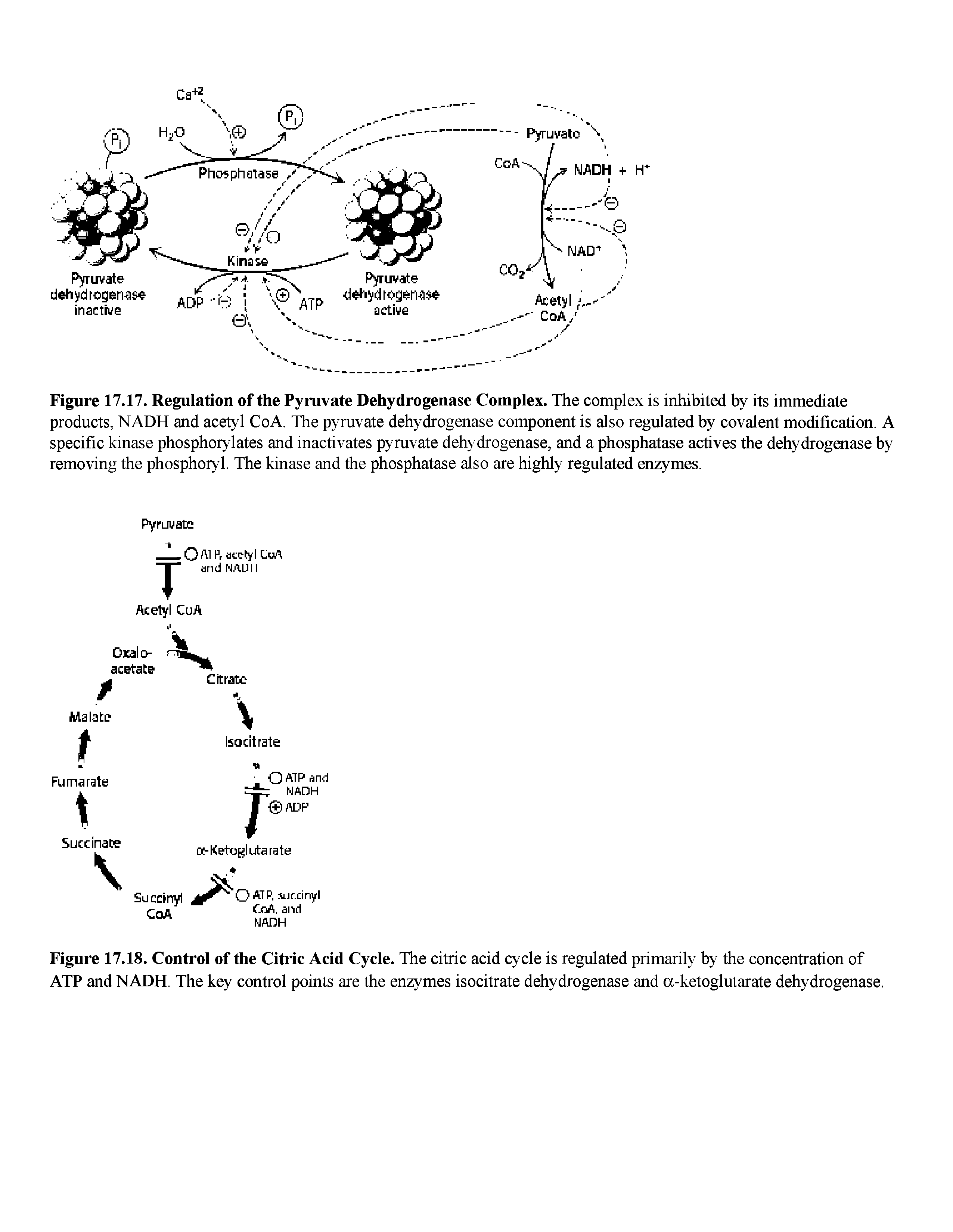 Figure 17.18. Control of the Citric Acid Cycle. The citric acid cycle is regulated primarily by the concentration of ATP and NADH. The key control points are the enzymes isocitrate dehydrogenase and a-ketoglutarate dehydrogenase.