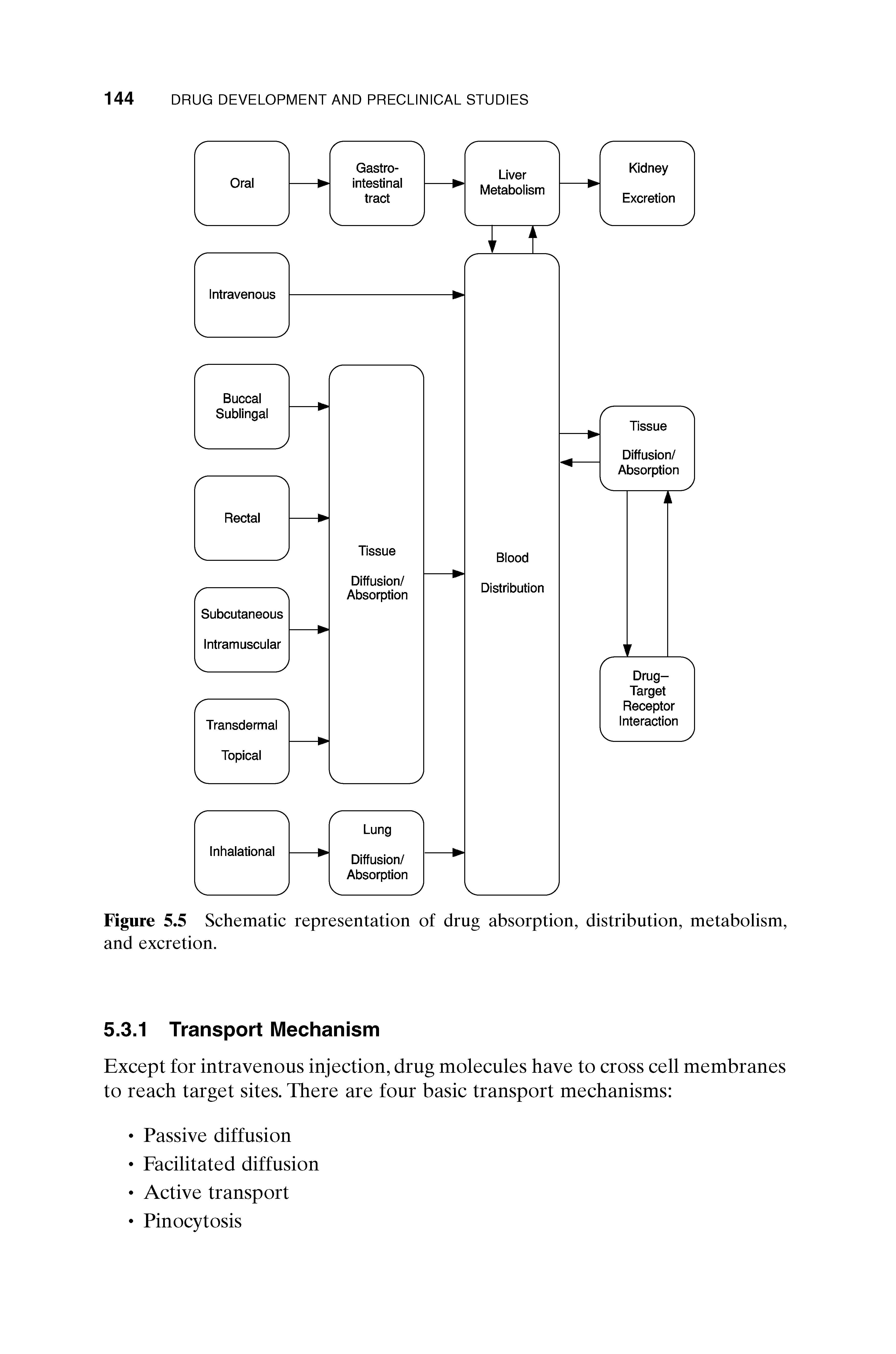 Figure 5.5 Schematic representation of drug absorption, distribution, metabolism, and excretion.