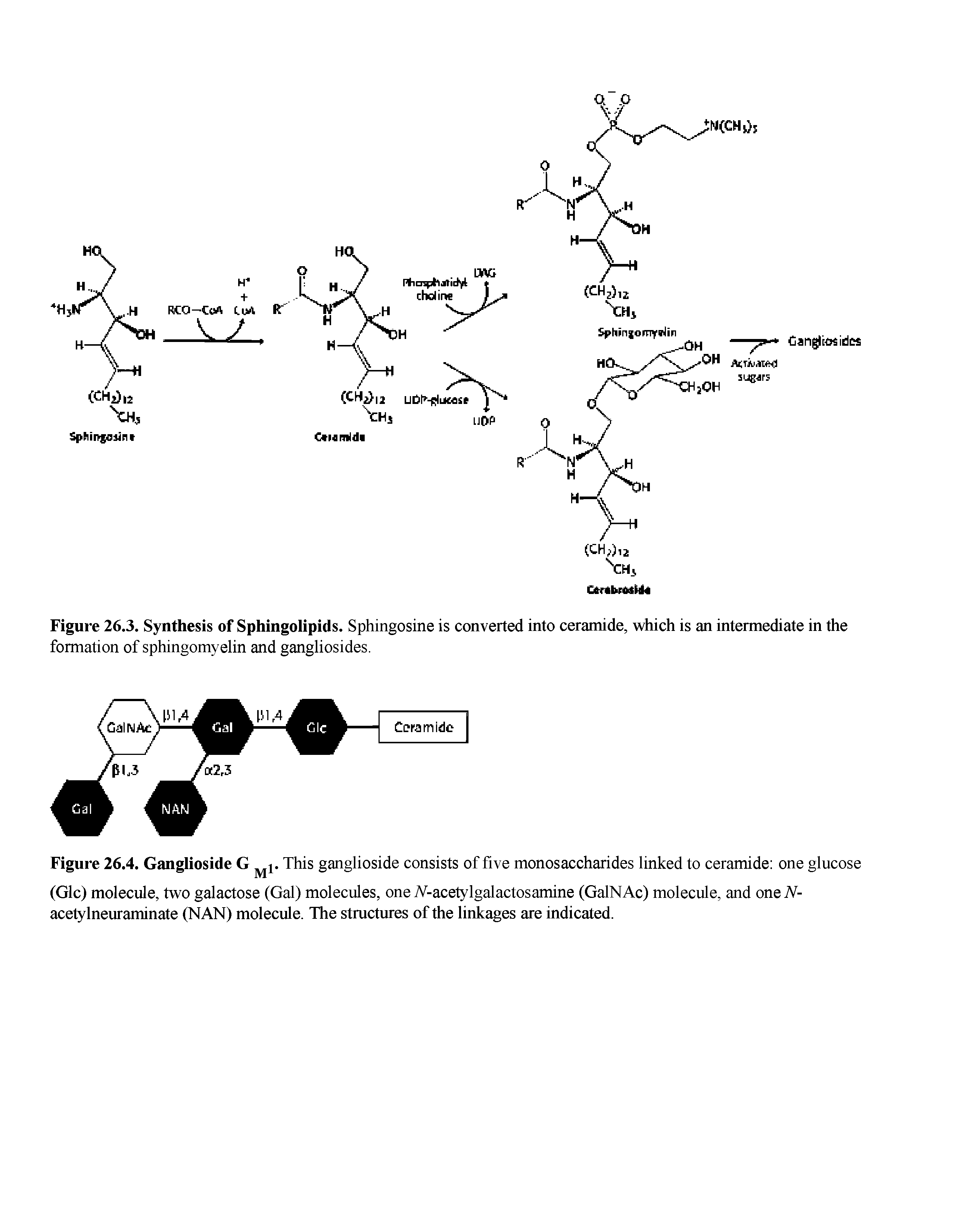 Figure 26.3. Synthesis of Sphingolipids. Sphingosine is converted into ceramide, which is an intermediate in the formation of sphingomyelin and gangliosides.