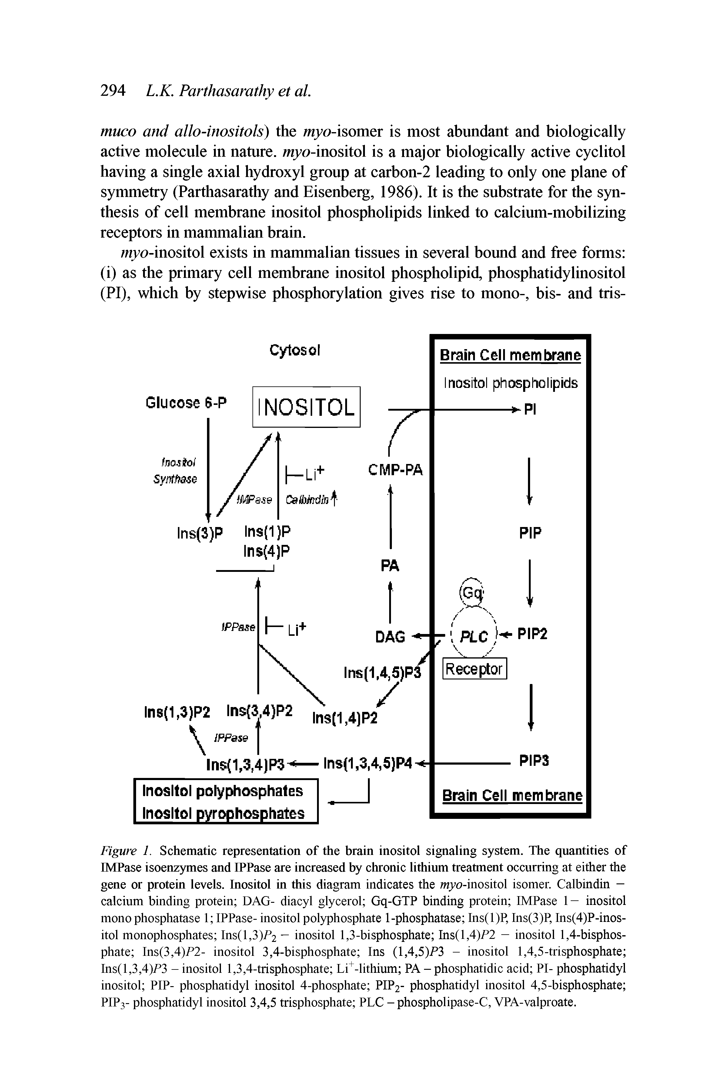 Figure 1. Schematic representation of the brain inositol signaling system. The quantities of IMPase isoenzymes and IPPase are increased by chronic lithium treatment occurring at either the gene or protein levels. Inositol in this diagram indicates the myo-inositol isomer. Calbindin -calcium binding protein DAG- diacyl glycerol Gq-GTP binding protein IMPase 1 — inositol mono phosphatase 1 IPPase- inositol polyphosphate 1-phosphatase Ins(l)P, Ins(3)P, Ins(4)P-inos-itol monophosphates Ins(l,3)P2 - inositol 1,3-bisphosphate Ins( 1,4)/ 2 - inositol 1,4-bisphos-phate Ins(3,4)/)2- inositol 3,4-bisphosphate Ins (1,4,5)P3 - inositol 1,4,5-trisphosphate Ins( 1,3,4)/ 3 - inositol 1,3,4-trisphosphate Li+-lithium PA - phosphatidic acid PI- phosphatidyl inositol PIP- phosphatidyl inositol 4-phosphate PIP2- phosphatidyl inositol 4,5-bisphosphate PIP3- phosphatidyl inositol 3,4,5 trisphosphate PLC - phospholipase-C, VPA-valproate.