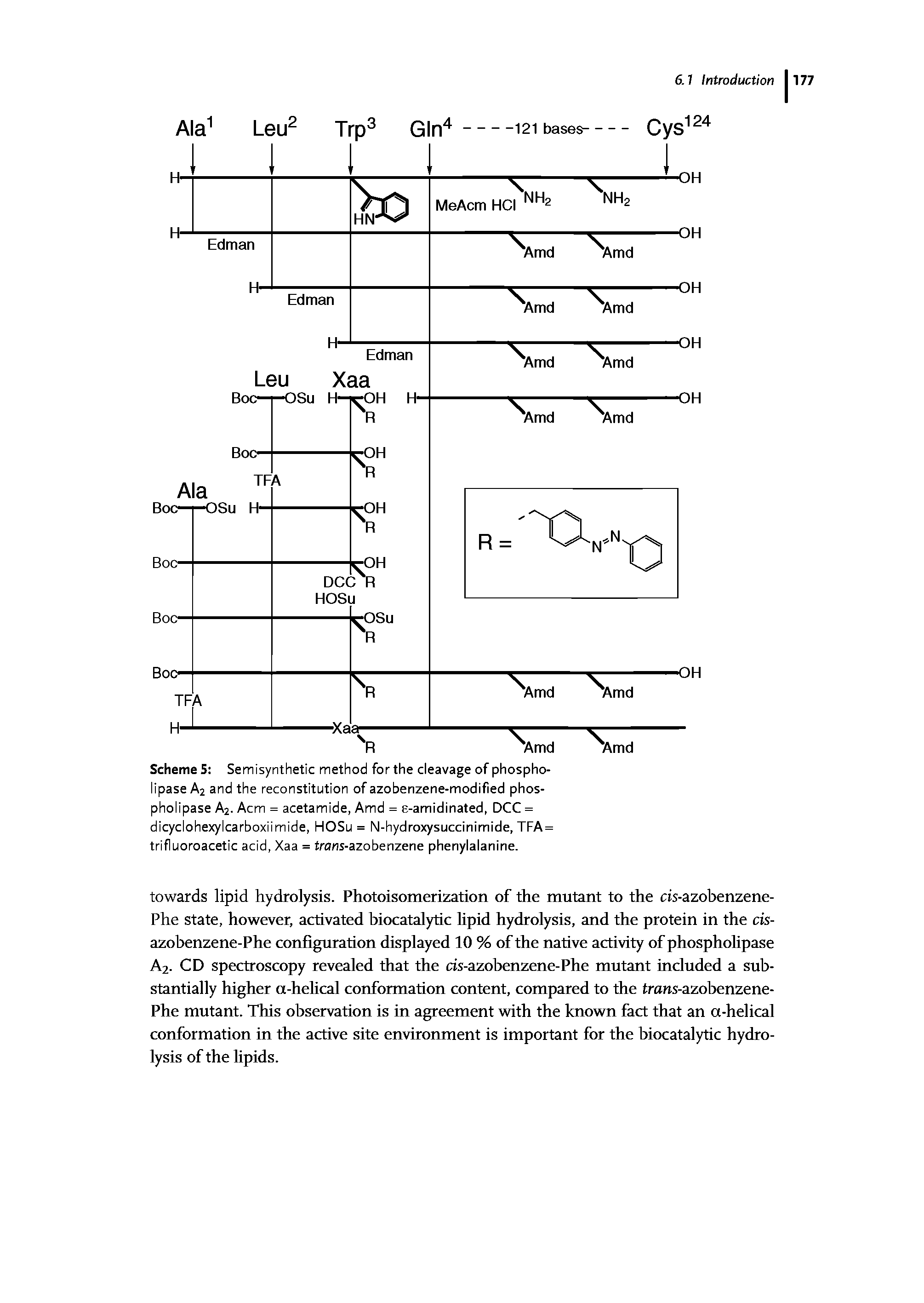 Scheme S Semisynthetic method for the cleavage of phospholipase A2 and the reconstitution of azobenzene-modified phospholipase A2. Acm = acetamide, Amd = s-amidinated, DCC = dicyclohexylcarboxiimide, HOSu = N-hydroxysuccinimide, TFA = trifluoroacetic acid, Xaa = trans-azobenzene phenylalanine.