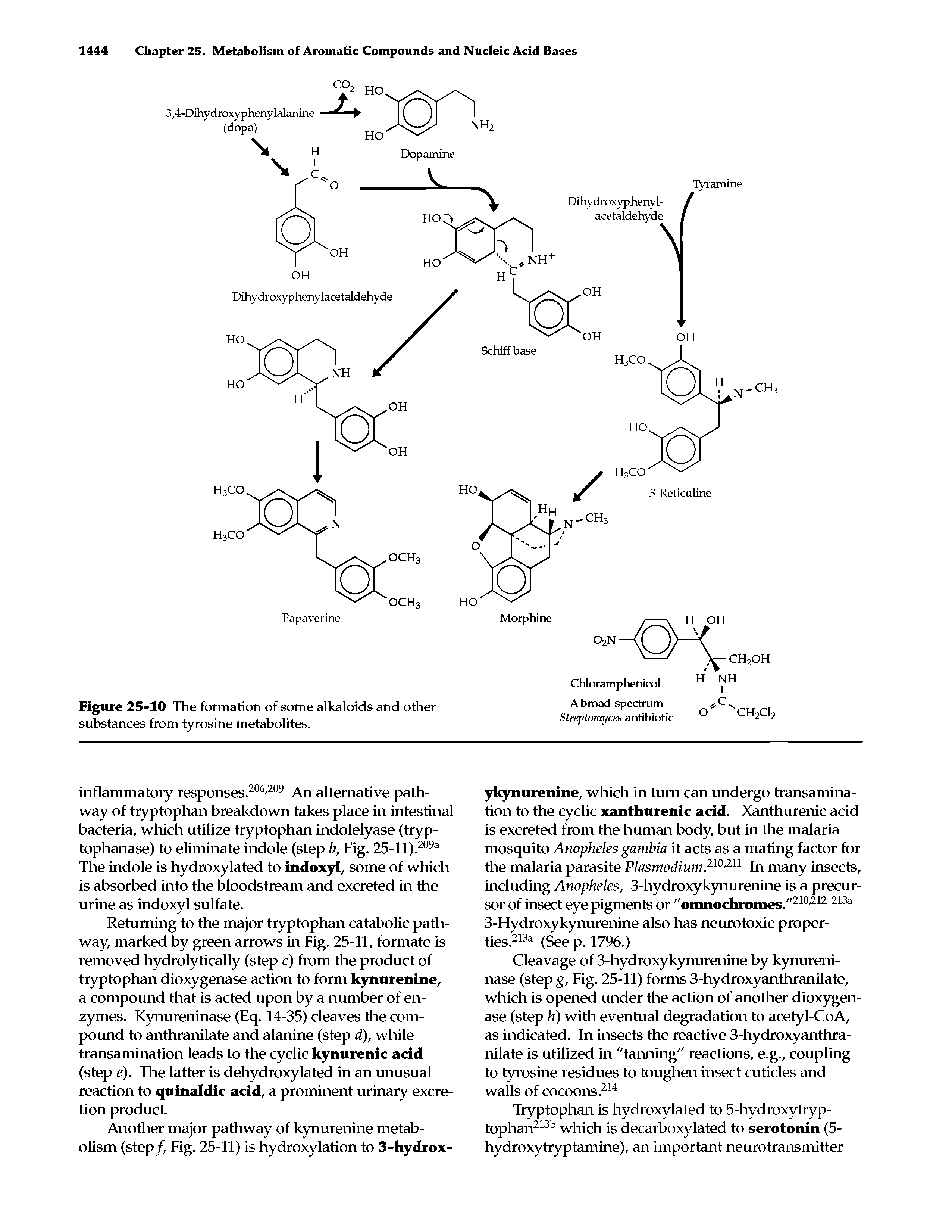 Figure 25-10 The formation of some alkaloids and other substances from tyrosine metabolites.