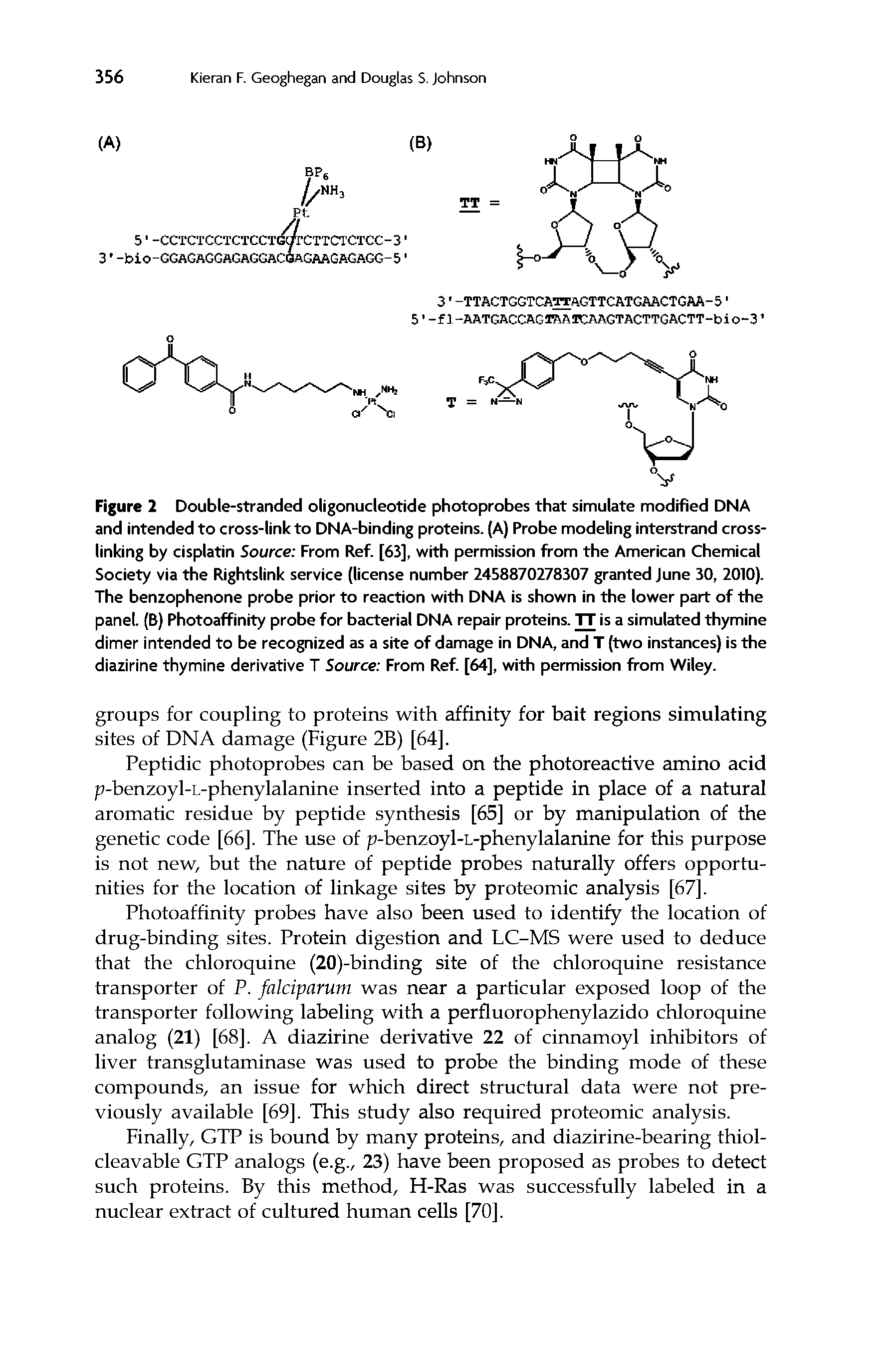 Figure 2 Double-stranded oligonucleotide photoprobes that simulate modified DNA and intended to cross-link to DNA-binding proteins. (A) Probe modeling interstrand cross-linking by cisplatin Source From Ref. [63], with permission from the American Chemical Society via the Rightslink service (license number 2458870278307 granted June 30, 2010). The benzophenone probe prior to reaction with DNA is shown in the lower part of the panel. (B) Photoaffinity probe for bacterial DNA repair proteins. TT is a simulated thymine dimer intended to be recognized as a site of damage in DNA, and T (two instances) is the diazirine thymine derivative T Source From Ref. [64], with permission from Wiley.