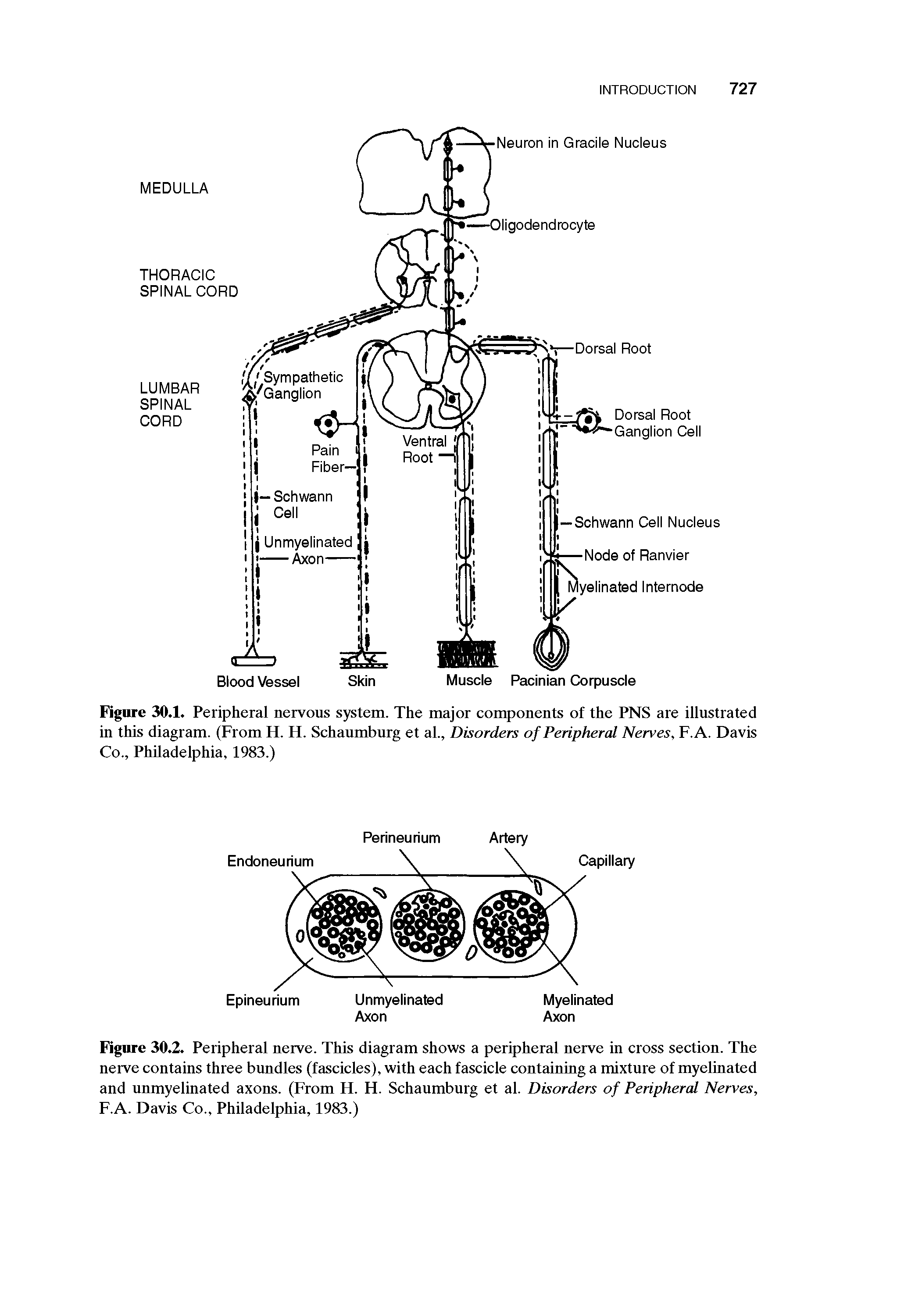 Figure 30.2. Peripheral nerve. This diagram shows a peripheral nerve in cross section. The nerve contains three bundles (fascicles), with each fascicle containing a mixture of myelinated and unmyelinated axons. (From H. H. Schaumburg et al. Disorders of Peripheral Nerves, F.A. Davis Co., Philadelphia, 1983.)...