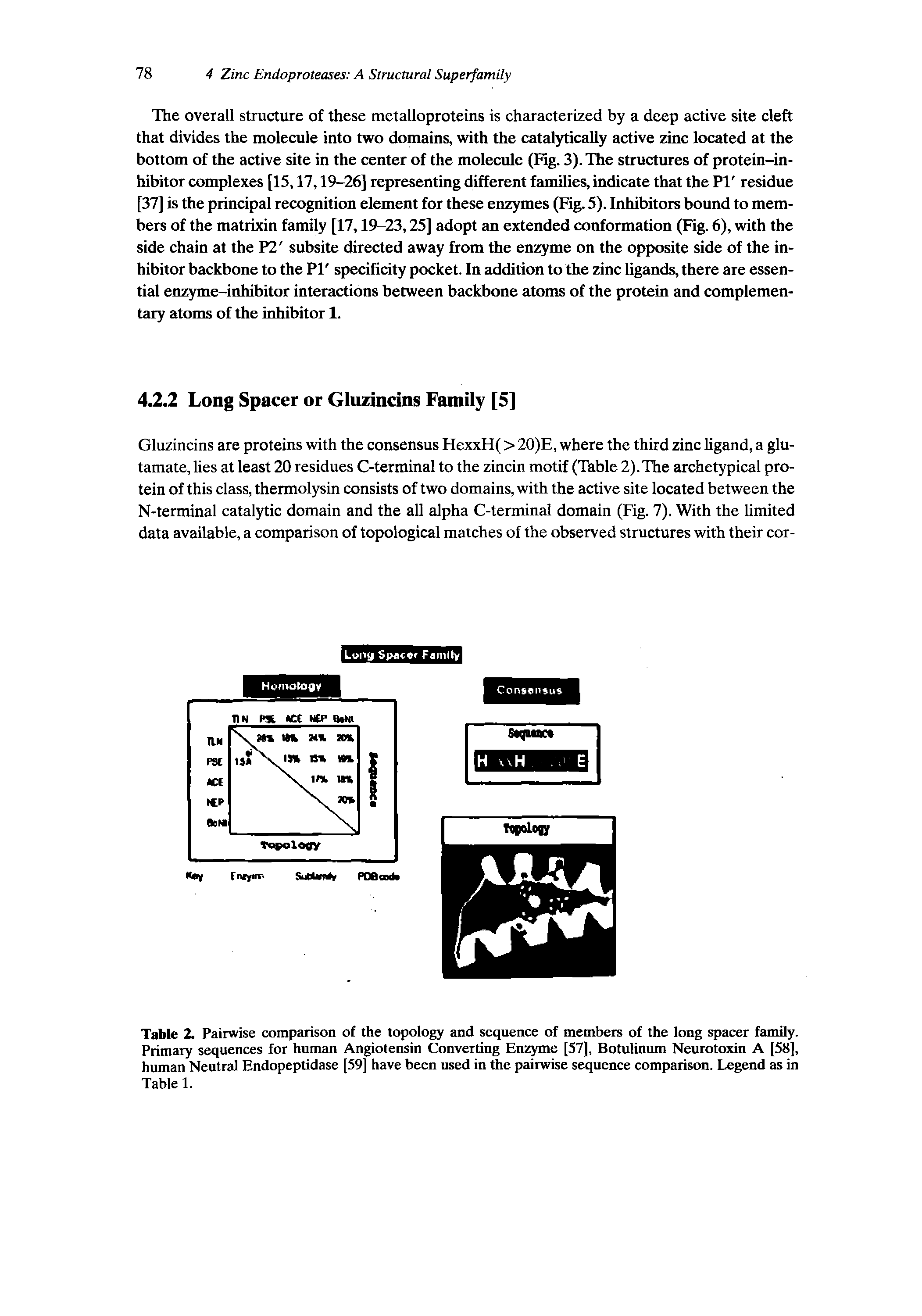 Table 2. Pairwise comparison of the topology and sequence of members of the long spacer family. Primary sequences for human Angiotensin Converting Enzyme [57], Botulinum Neurotoxin A [58], human Neutral Endopeptidase [59] have been used in the pairwise sequence comparison. Legend as in Table 1.