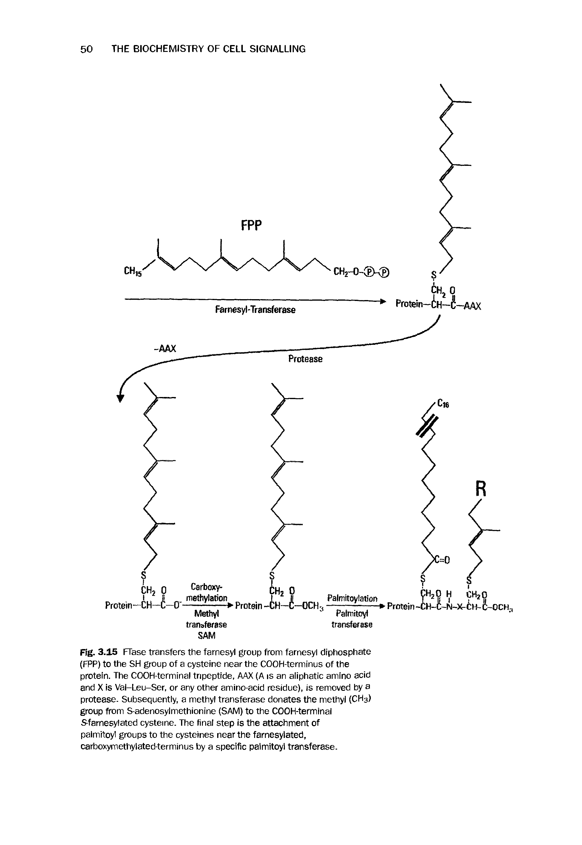 Fig. 3.15 FTase transfers the farnesyl group from farnesyl diphosphate (FPP) to the SH group of a cysteine near the COOH-terminus of the protein. The COOH-terminal tripeptide, AAX (A is an aliphatic amino acid and X is Val-Leu-Ser, or any other amino-acid residue), is removed by a protease. Subsequently, a methyl transferase donates the methyl (CH3) group from S-adenosylmethionine (SAM) to the COOH-terminal Sfarnesylated cysteine. The final step is the attachment of palmrtoyl groups to the cysteines near the farnesylated, carboxymethylated-terminus by a specific palmitoyl transferase.