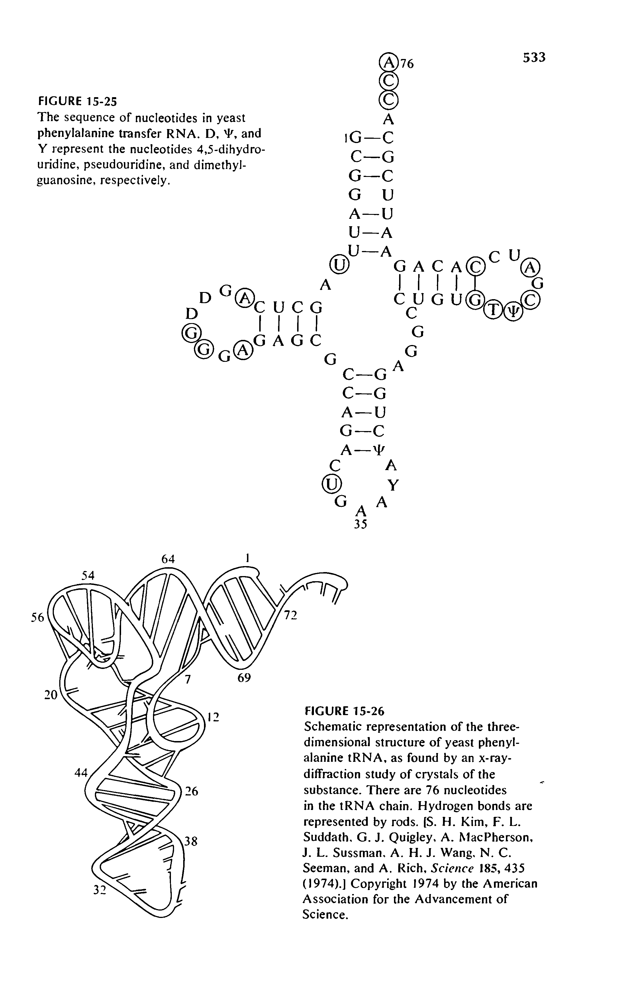 Schematic representation of the three-dimensional structure of yeast phenylalanine tRNA, as found by an x-ray-diifraction study of crystals of the substance. There are 76 nucleotides in the tRNA chain. Hydrogen bonds are represented by rods. (S. H. Kim, F. L. Suddath. G. J. Quigley, A. MacPherson, J. L. Sussman. A. H. J. Wang. N. C. Seeman, and A. Rich, Science 185, 435 (1974).] Copyright 1974 by the American Association for the Advancement of Science.