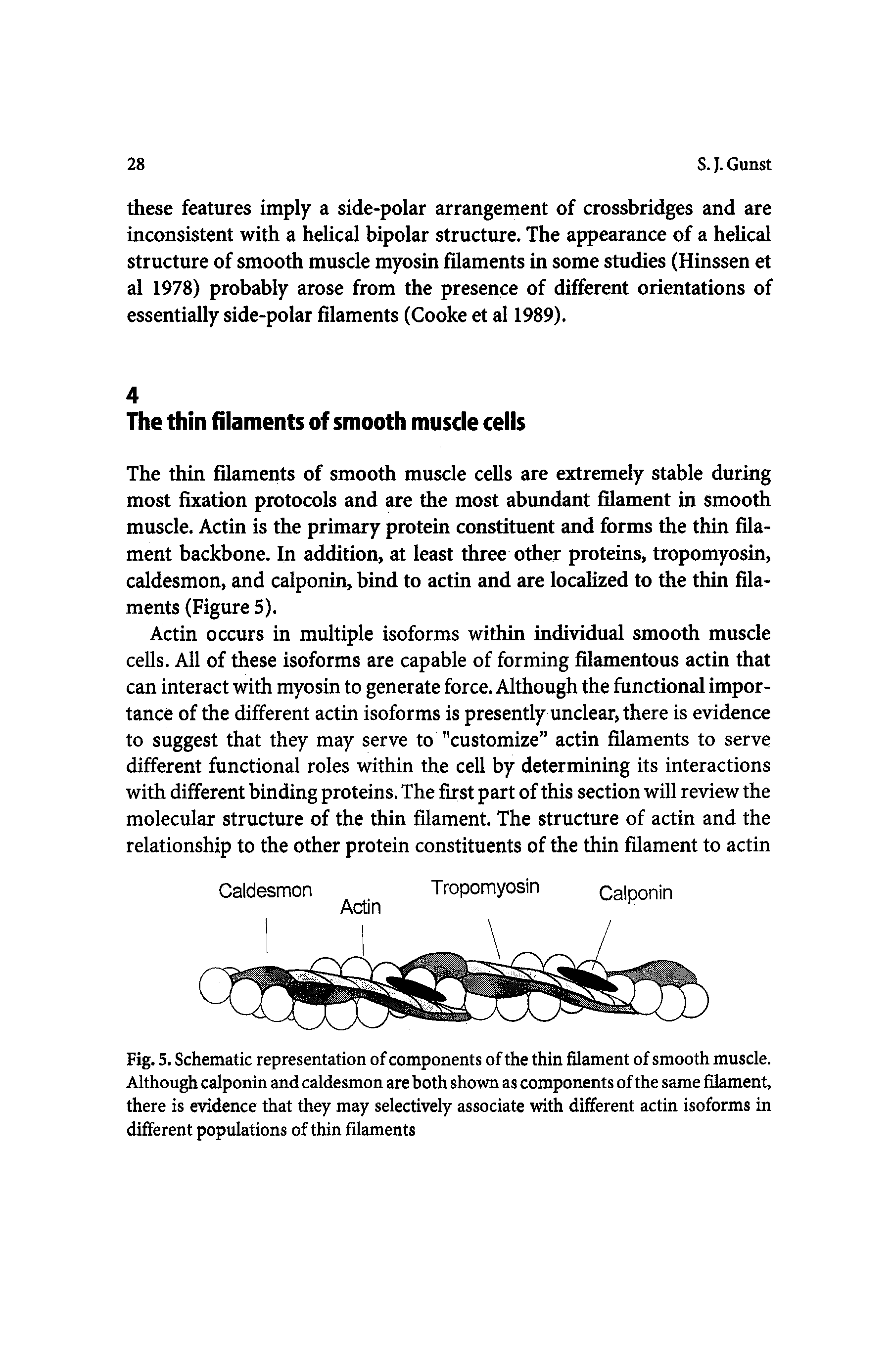 Fig. 5. Schematic representation of components of the thin filament of smooth muscle. Although calponin and caldesmon are both shown as components of the same filament, there is evidence that they may selectively associate with different actin isoforms in different populations of thin filaments...