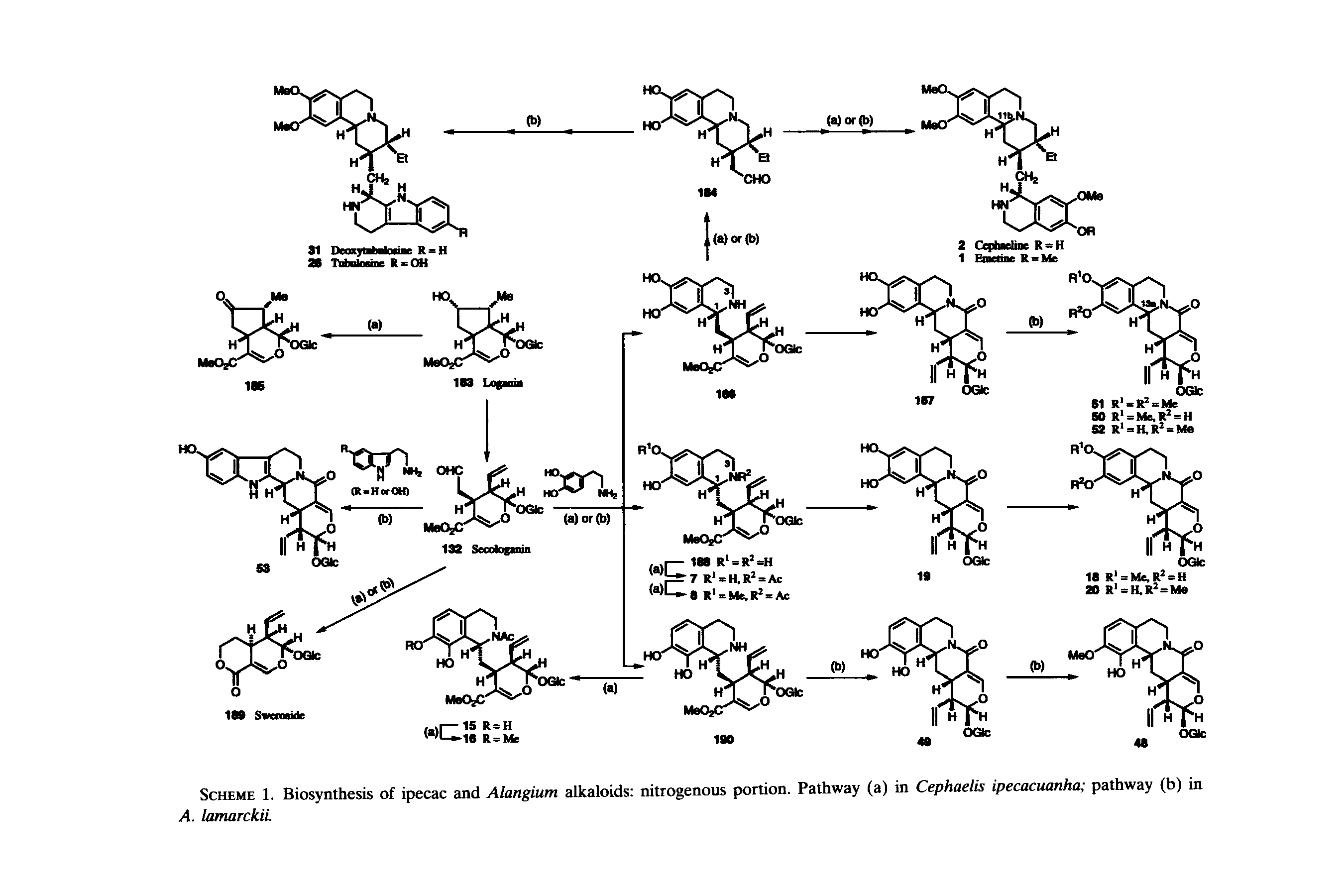 Scheme 1. Biosynthesis of ipecac and Alangium alkaloids nitrogenous portion. Pathway (a) in Cephaelis ipecacuanha pathway (b) in A. lamarckii.