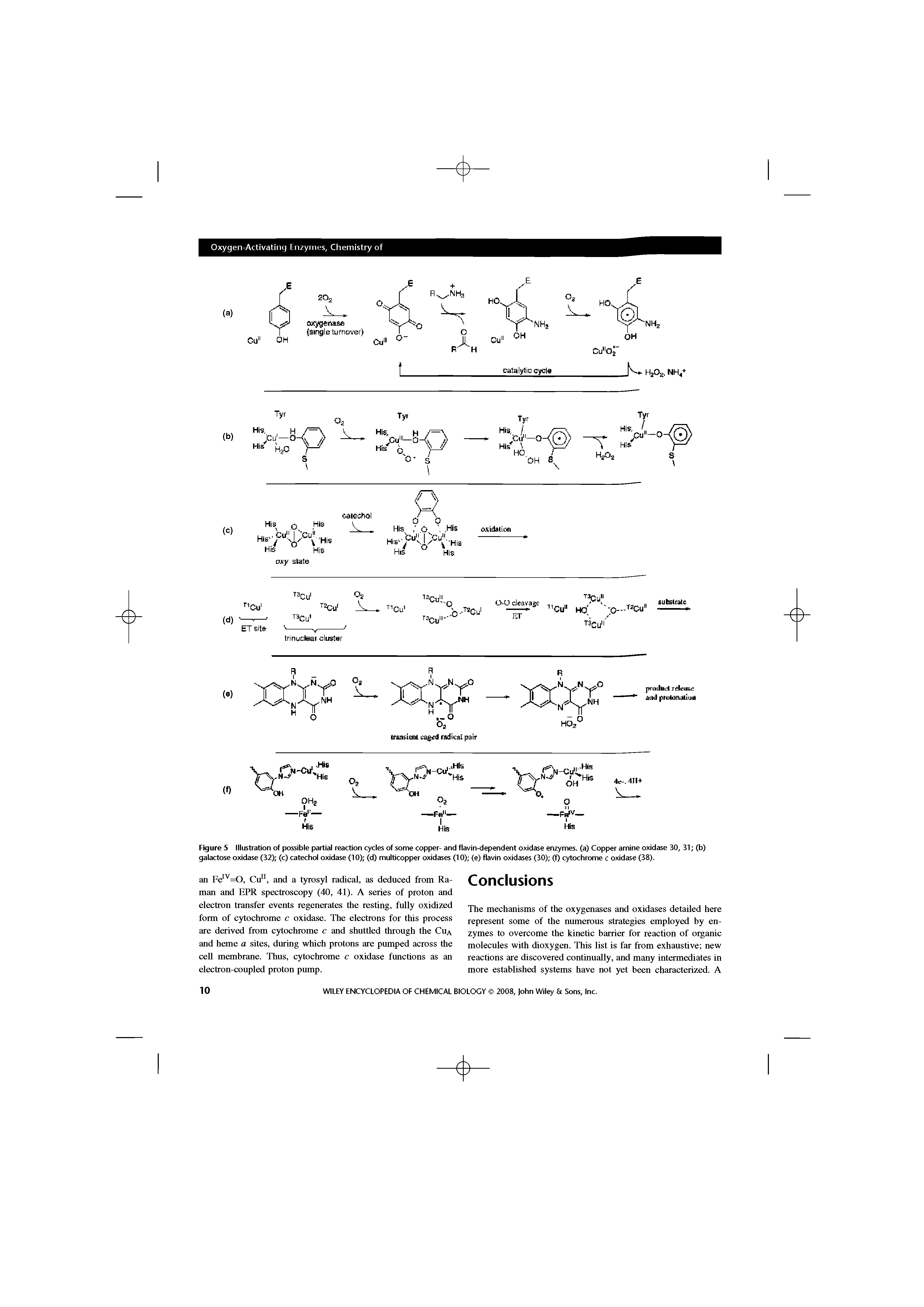 Figure 5 Illustration of possible partial reaction cycles of some copper- and flavin-dependent oxidase enzymes, (a) Copper amine oxidase 30, 31 (b) galactose oxidase (32) (c) catechol oxidase (10) (d) multicopper oxidases (10) (e) flavin oxidases (30) (f) cytochrome c oxidase (38).