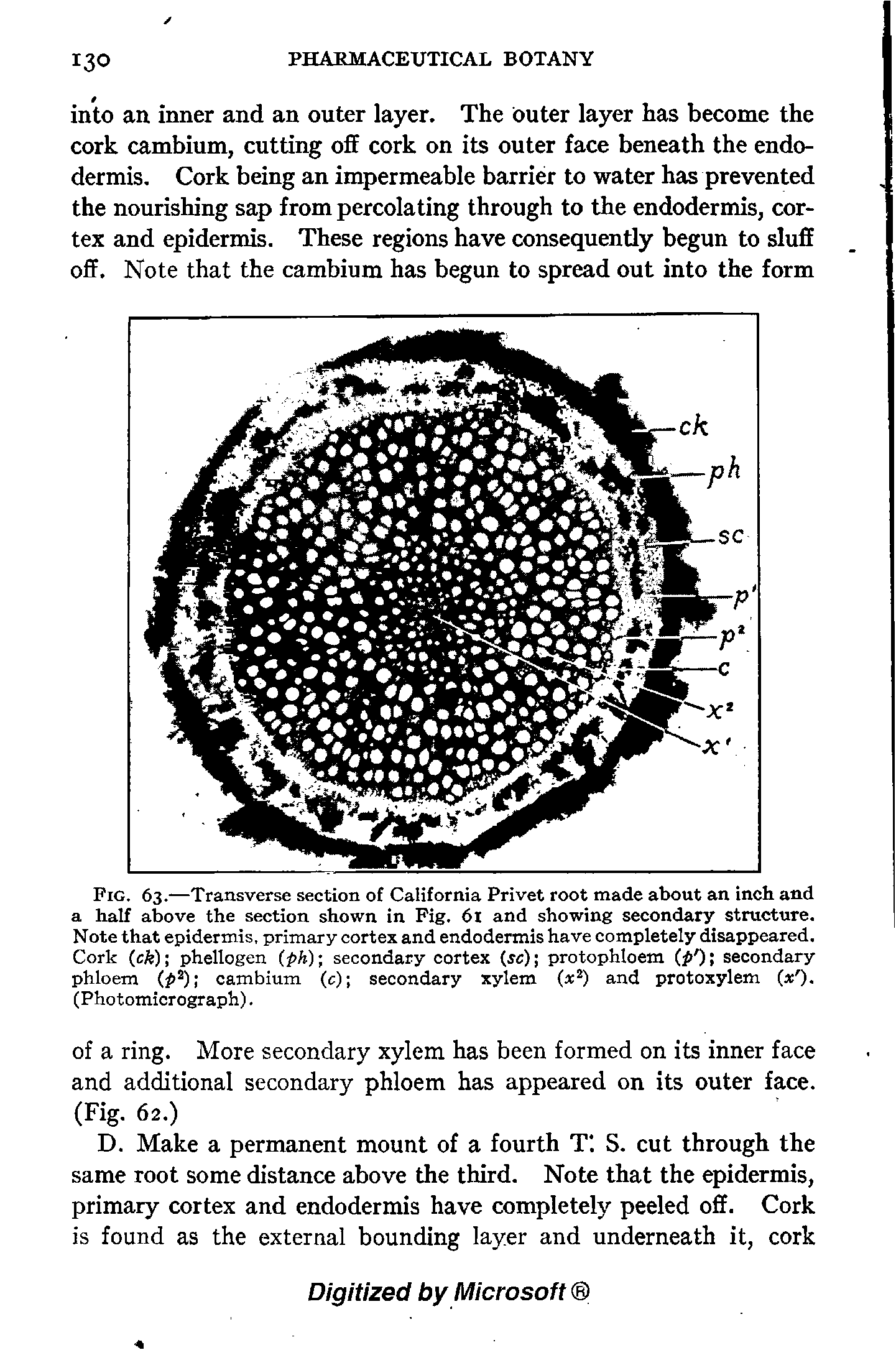 Fig. 63.—Transverse section of California Privet root made about an inch and a half above the section shown in Pig. 6l and showing secondary structure. Note that epidermis, primary cortex and endodermis have completely disappeared. Cork (cfe) phellogen -ph) secondary cortex (rc) protophloem p ) secondary phloem cambium (c) secondary xylem ( ) and protoxylem ( ).